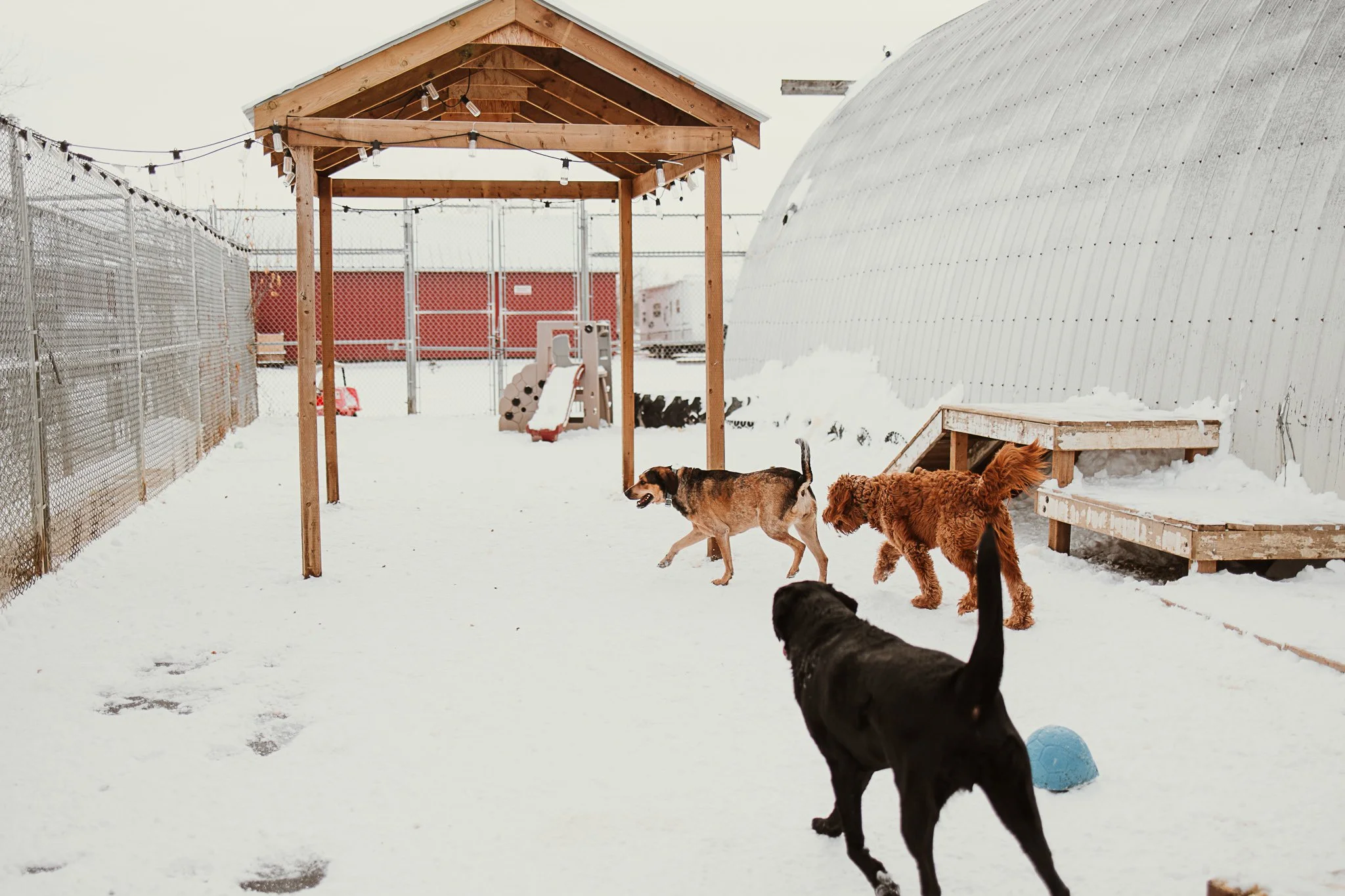 One of our outdoor yards in our large dog area