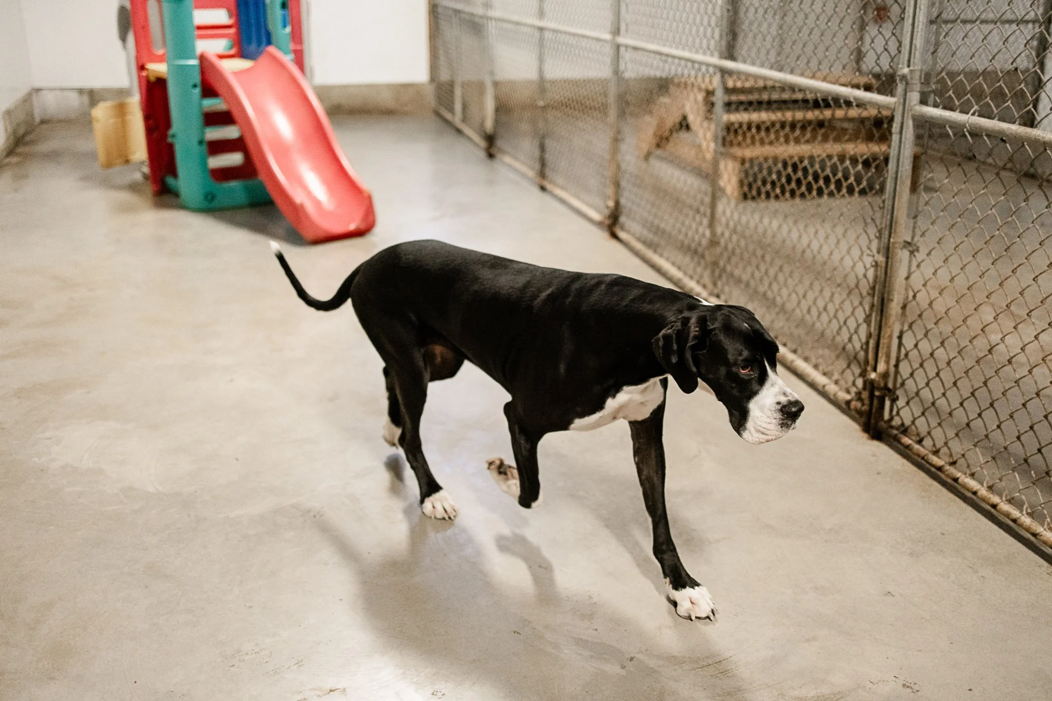Large dog indoor play space