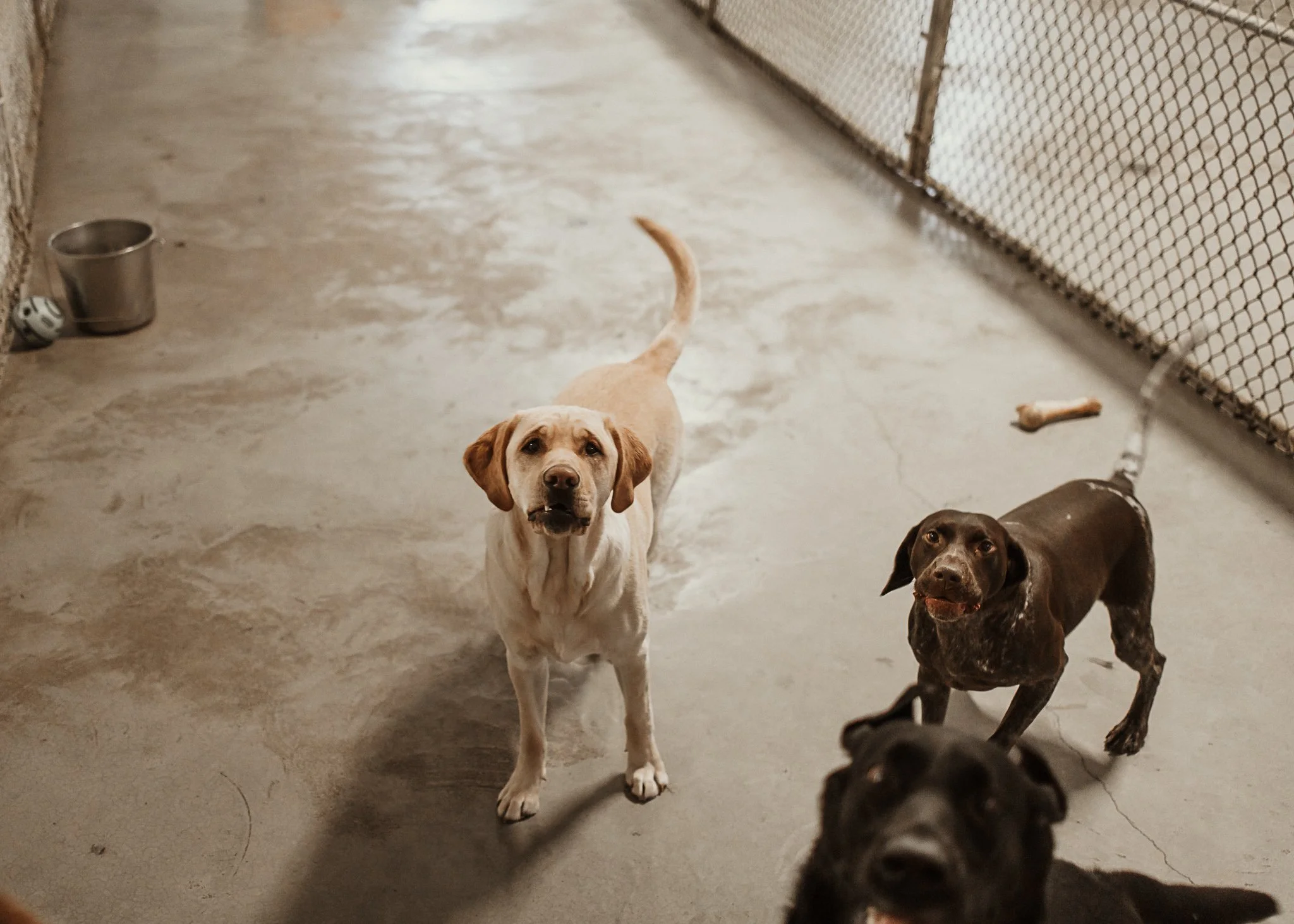 Large dog guests enjoying our indoor yards in the large dog area