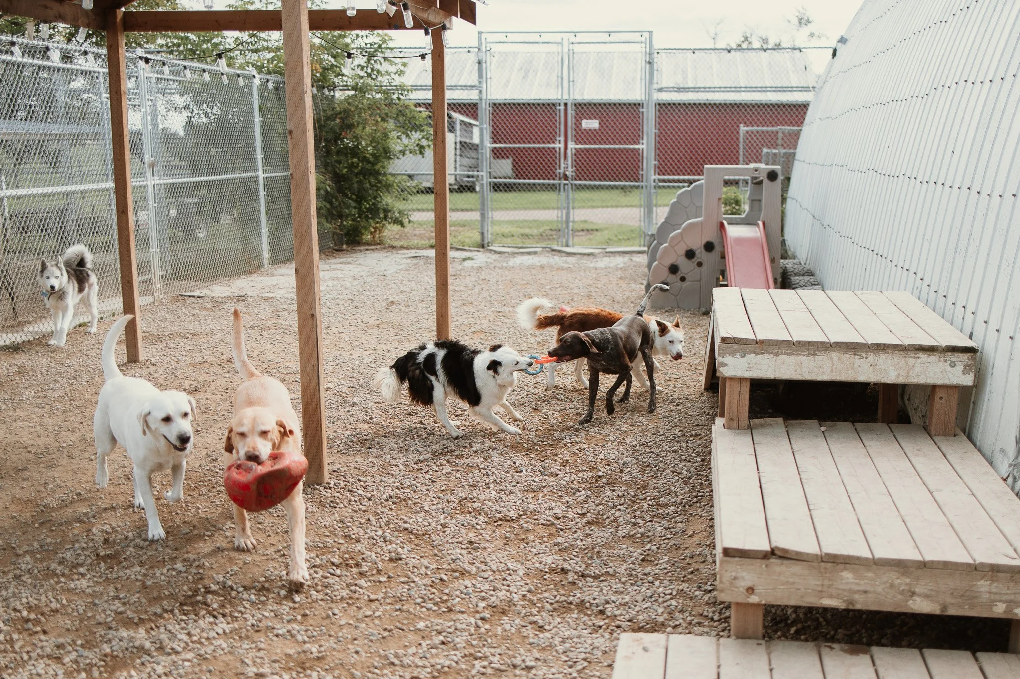 Large dog guests playing in our largest outdoor yard in the large dog area