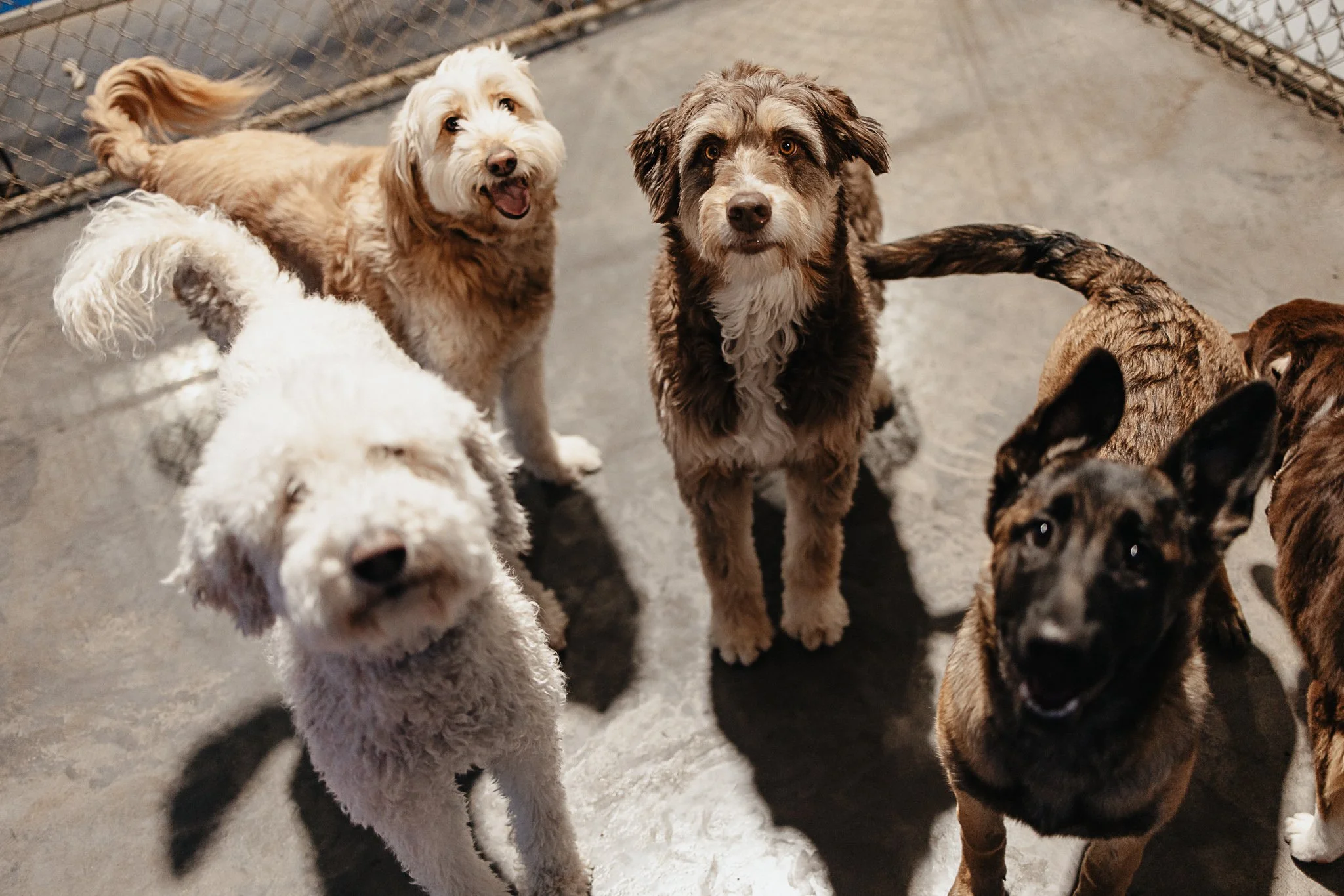 Medium dog group enjoying time in one of our indoor yards in the small/medium dog area
