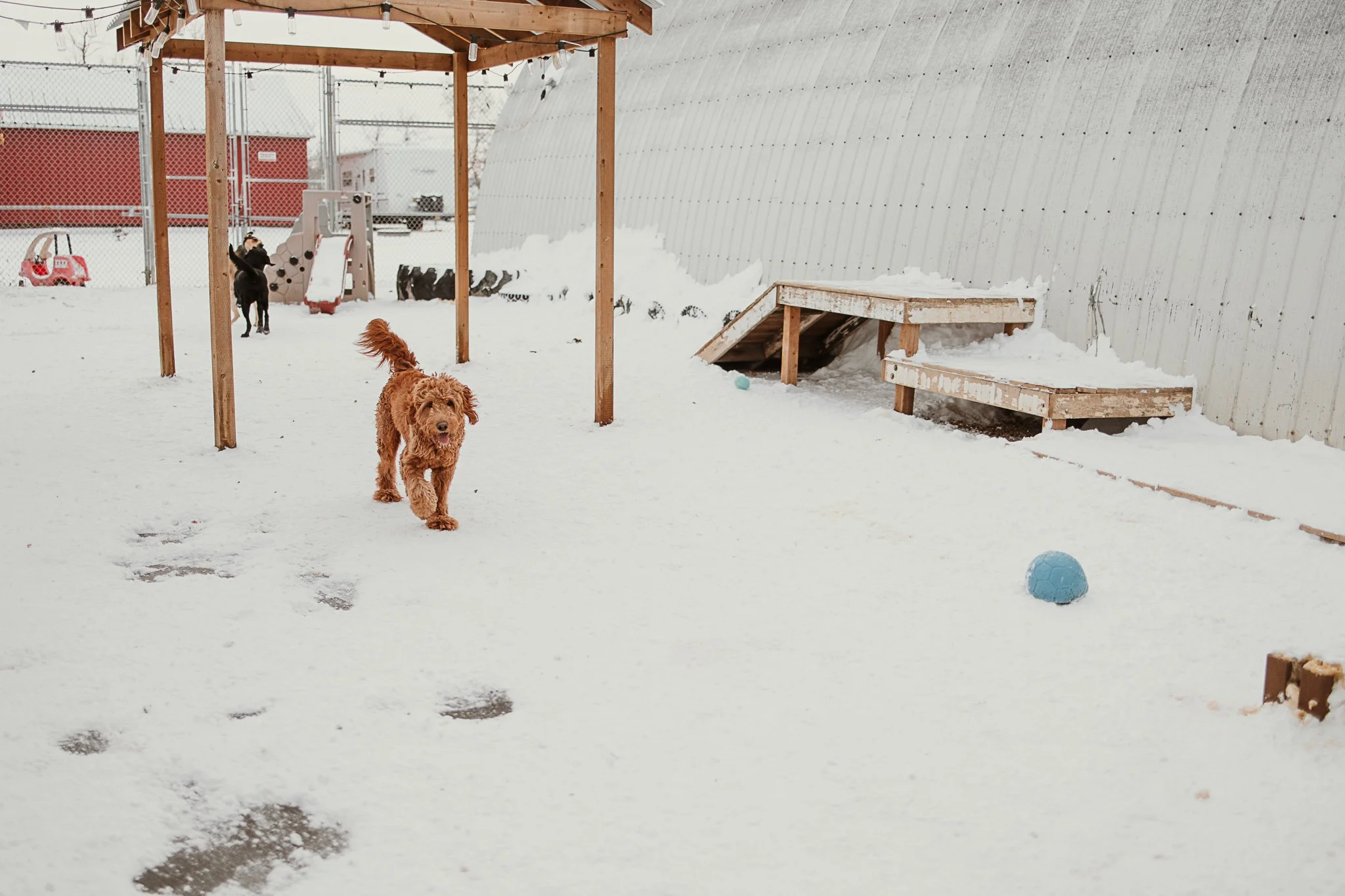 One of our outdoor yards in our large dog area