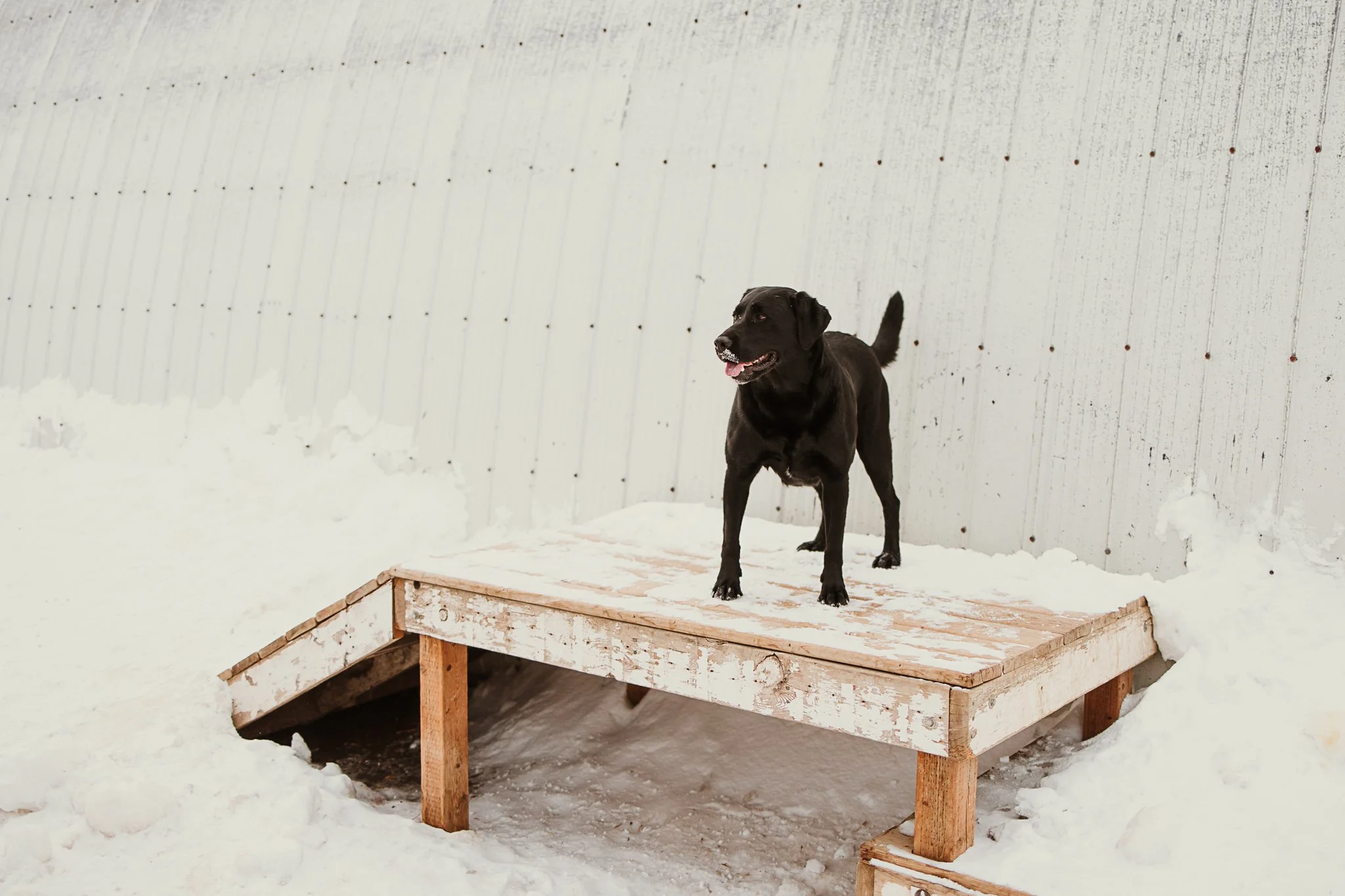 large dog outdoor yard