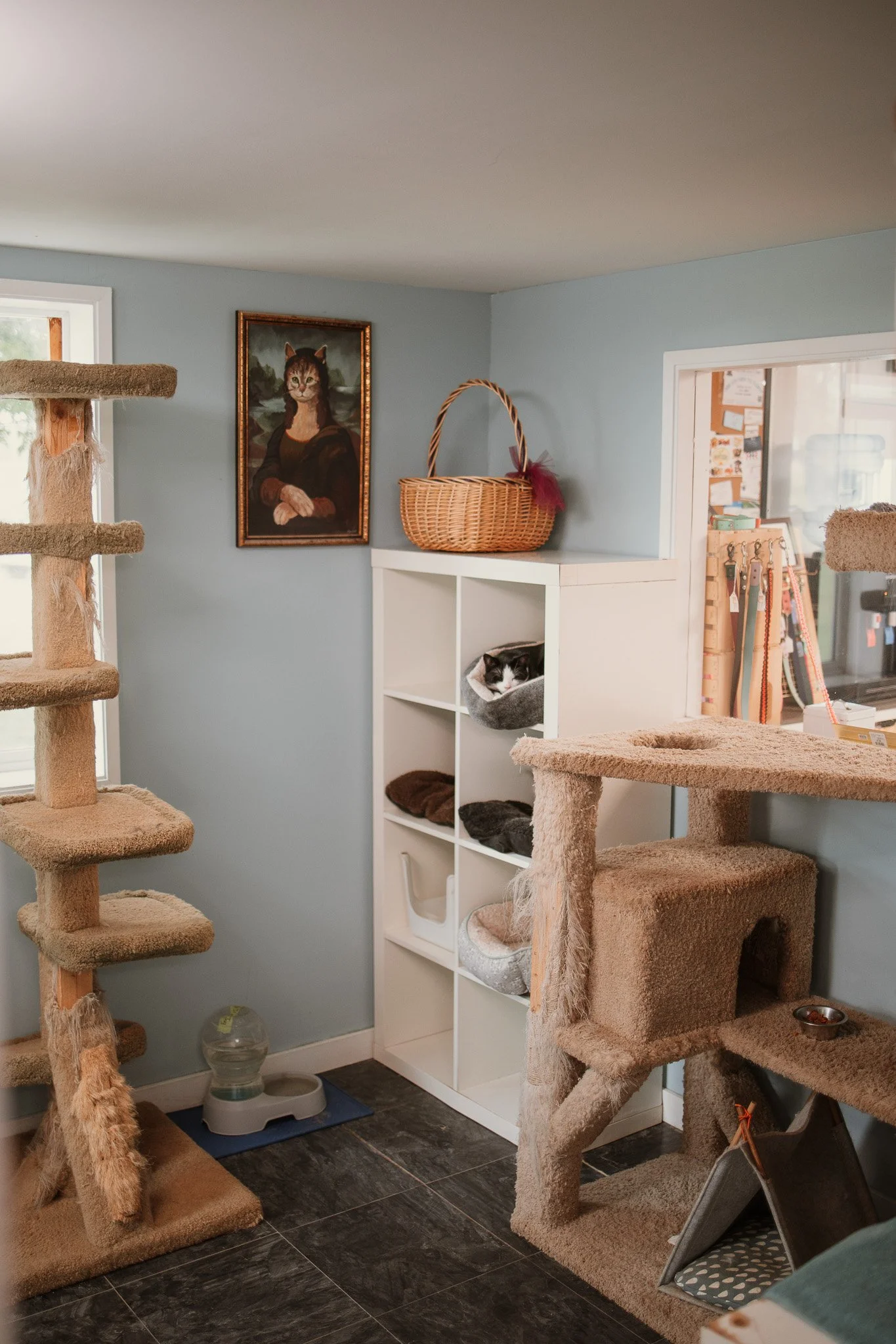 Our cage-free cattery 
