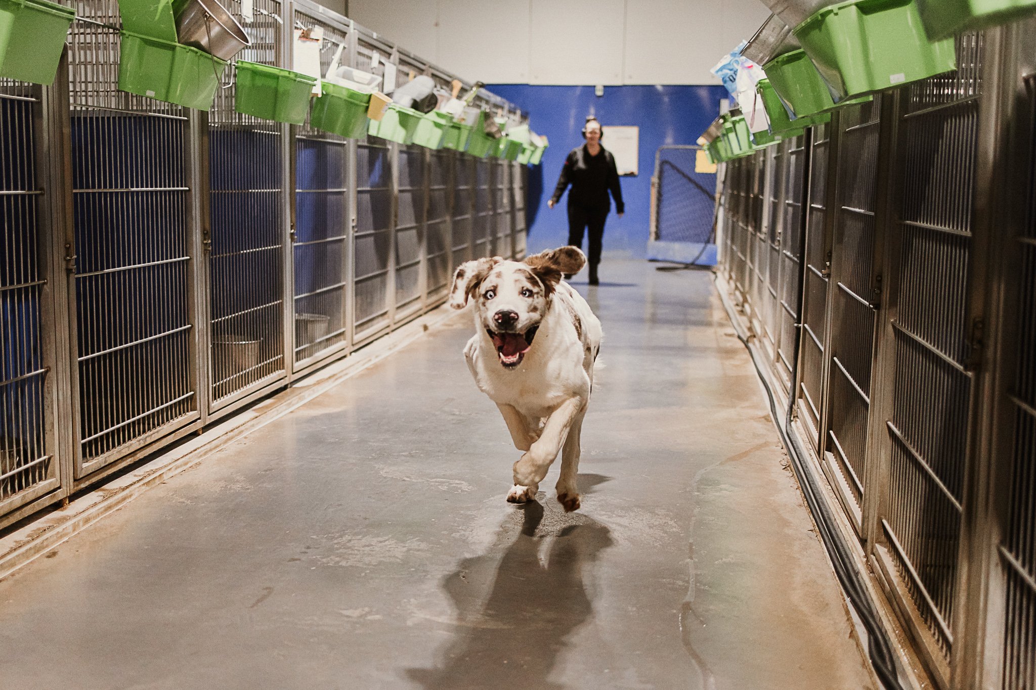 large dog kennel area