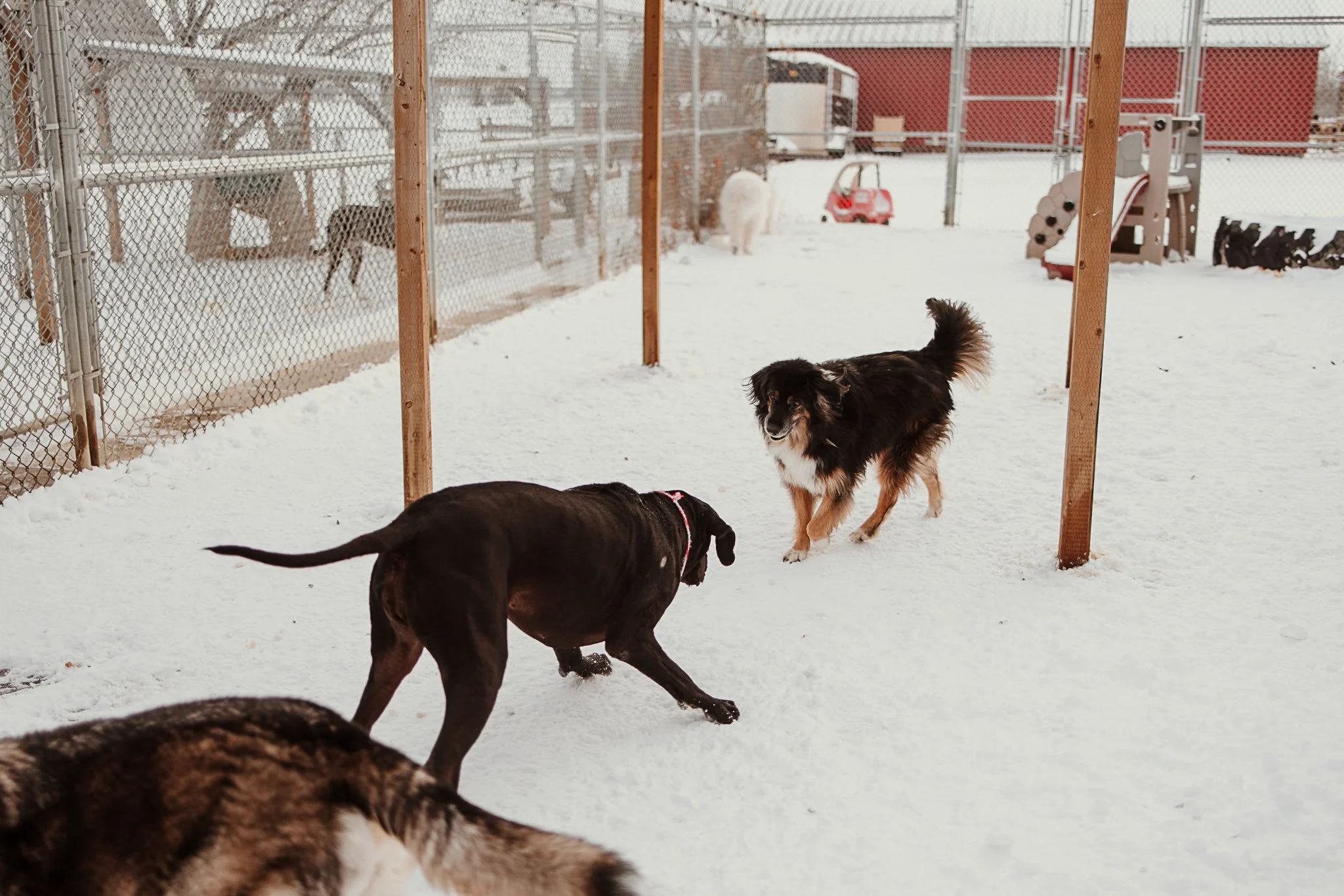 One of our outdoor yards in our large dog area
