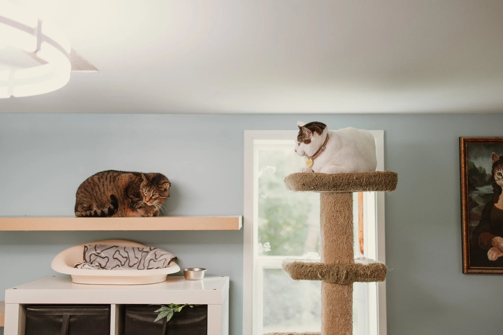 Our cage-free cattery
