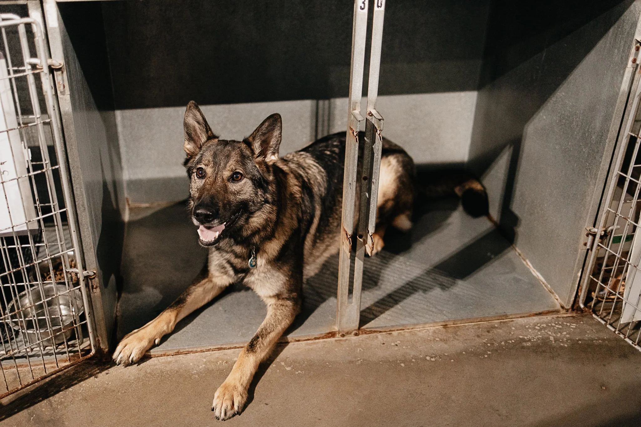 Sam the German Shepherd demonstrating the size of a small kennel