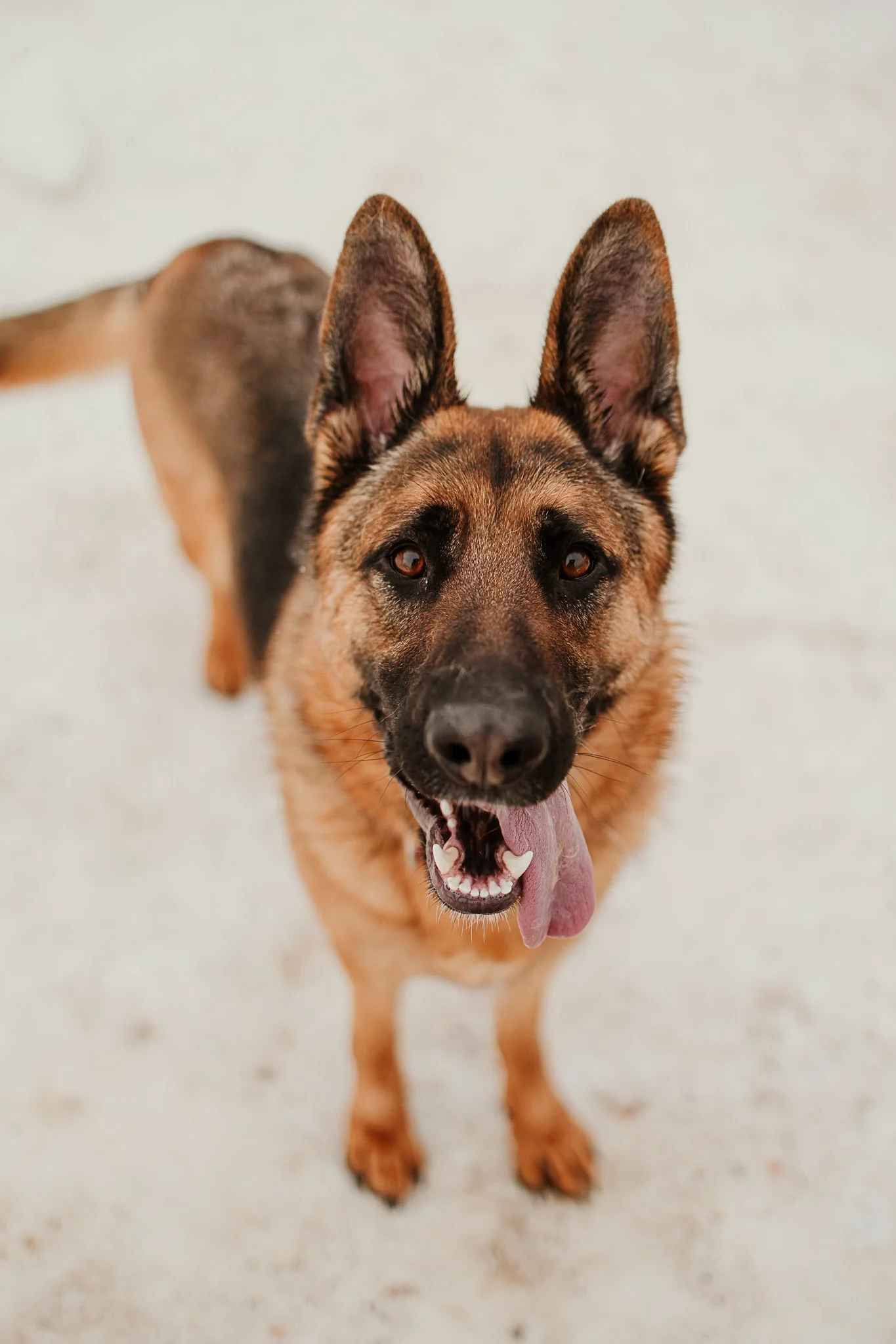 A happy German Shepherd dog at Second Home Pet Resort, Leduc County, looking up with its tongue out.