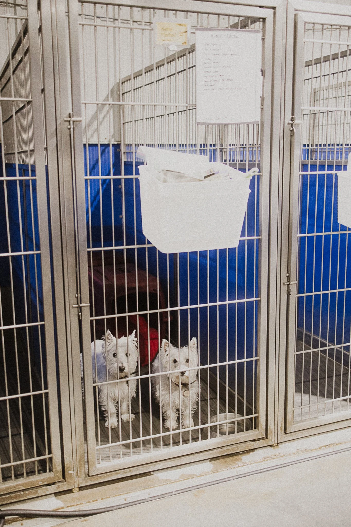 Winnie and Marshall, two West Highland Terriers (siblings) sharing a medium kennel