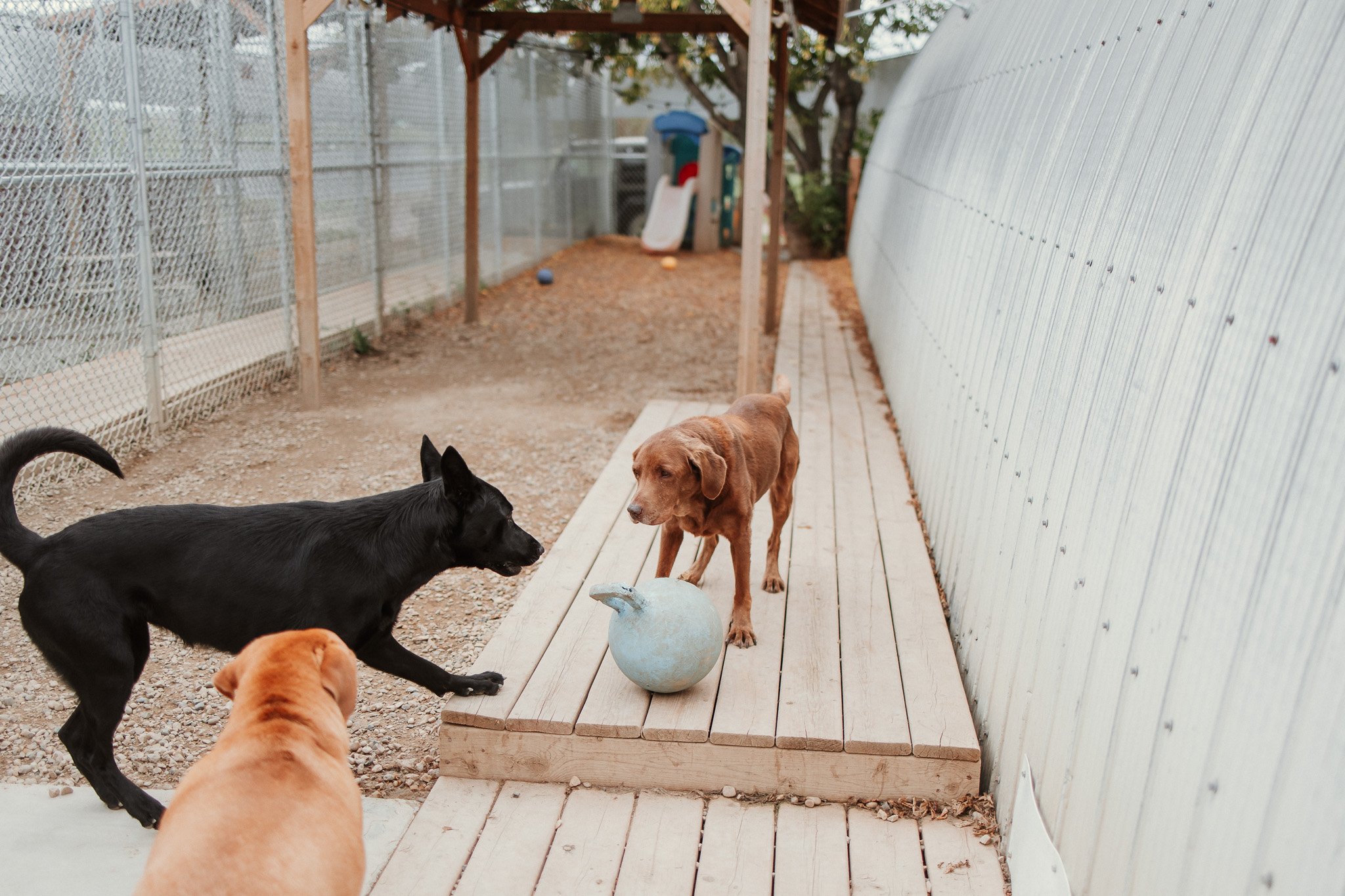 Nayla and Indy playing in our largest yard in the small/medium dog area