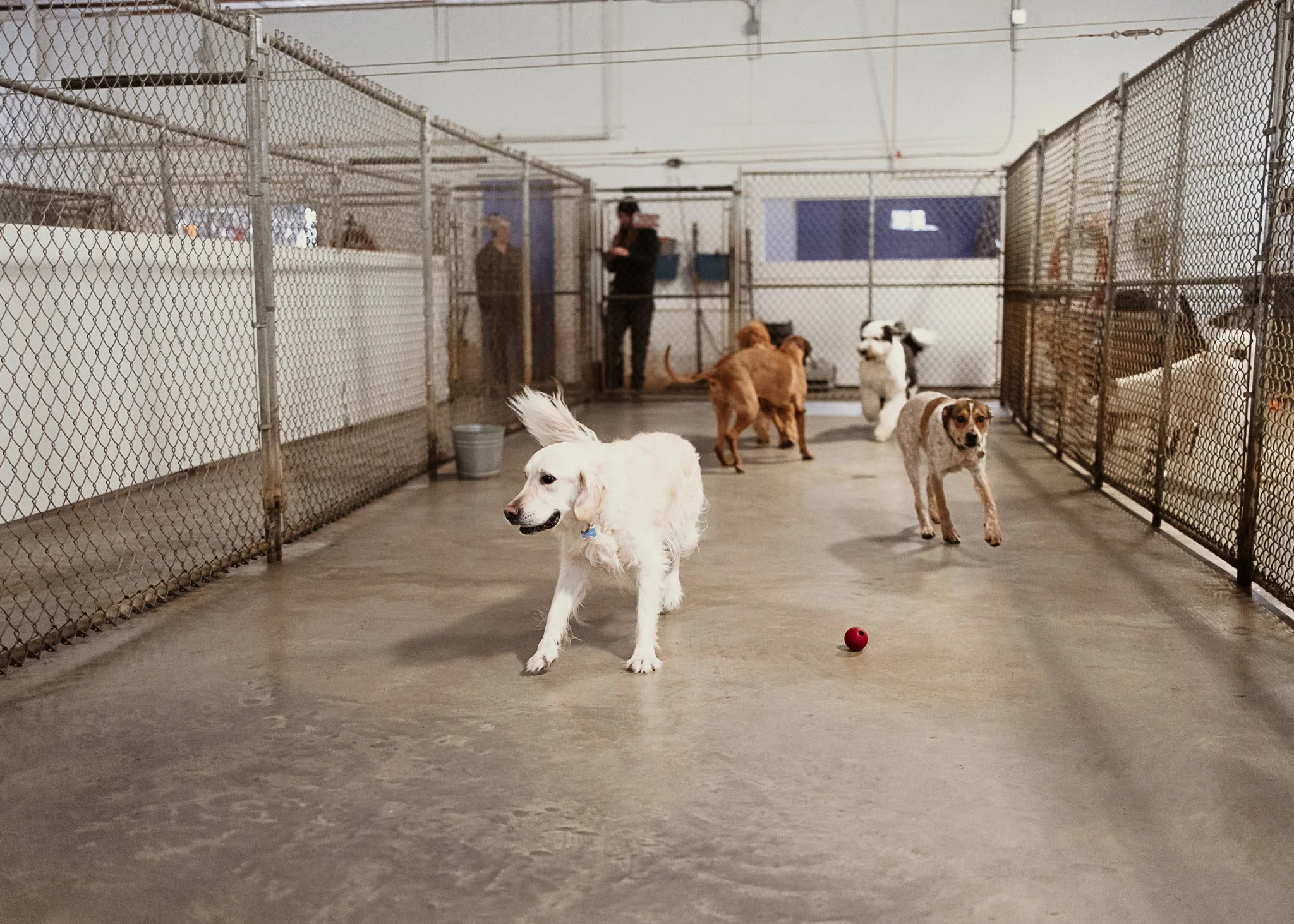 Large dogs playing in one of our indoor yards in the large dog area