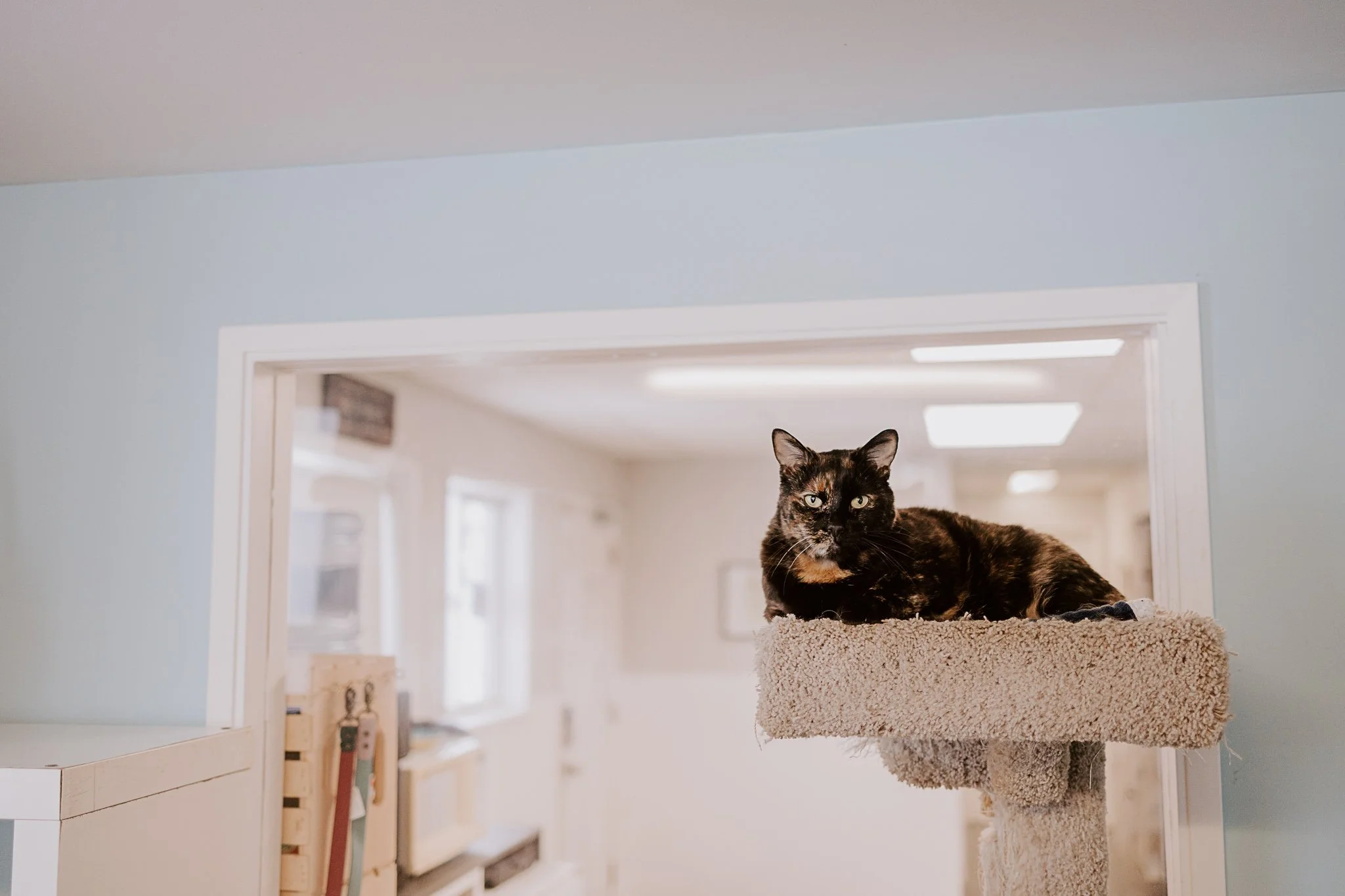 A tortoiseshell cat lying on top of a beige carpeted cat tree in a bright room with white walls and windows in the background at Second Home Pet Resort, Leduc County.