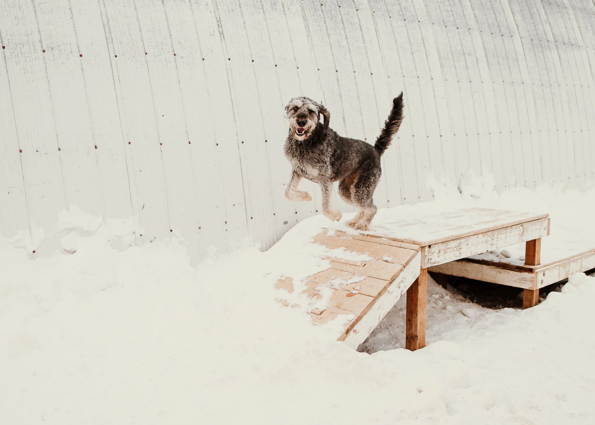 Moose enjoying the play structures in one of our outdoor yards in the large dog area