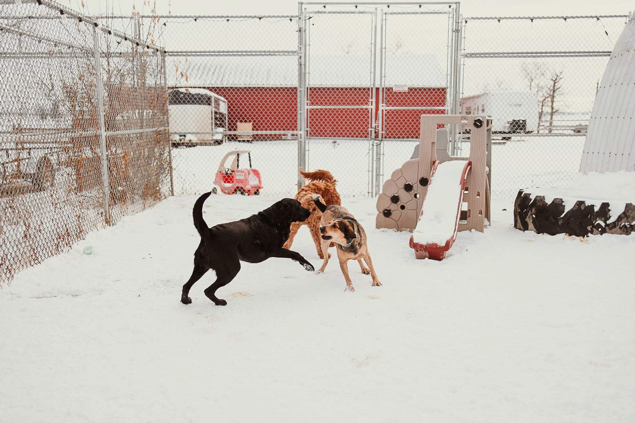 One of our outdoor yards in our large dog area