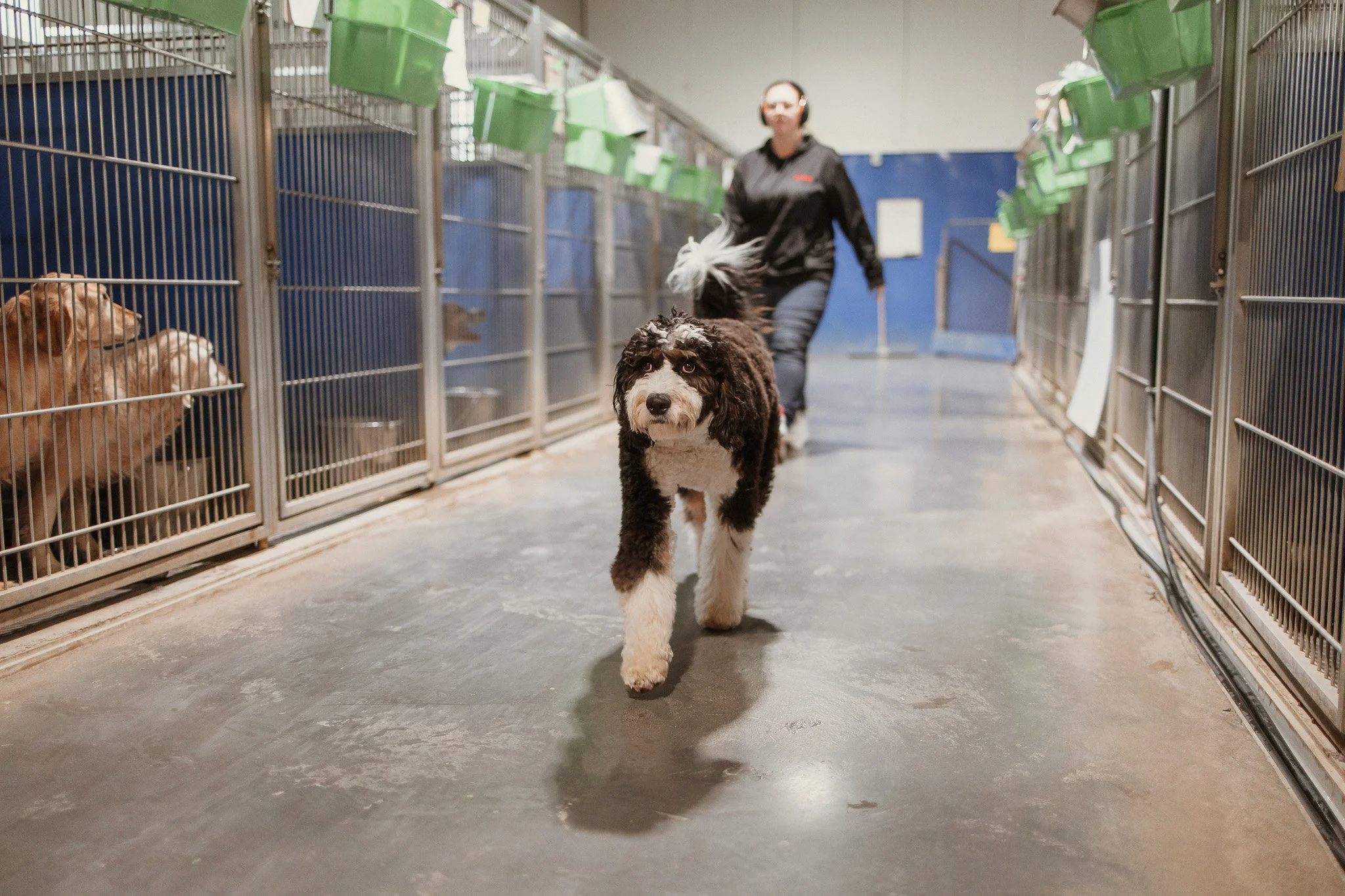 Large Dog Kennel Area