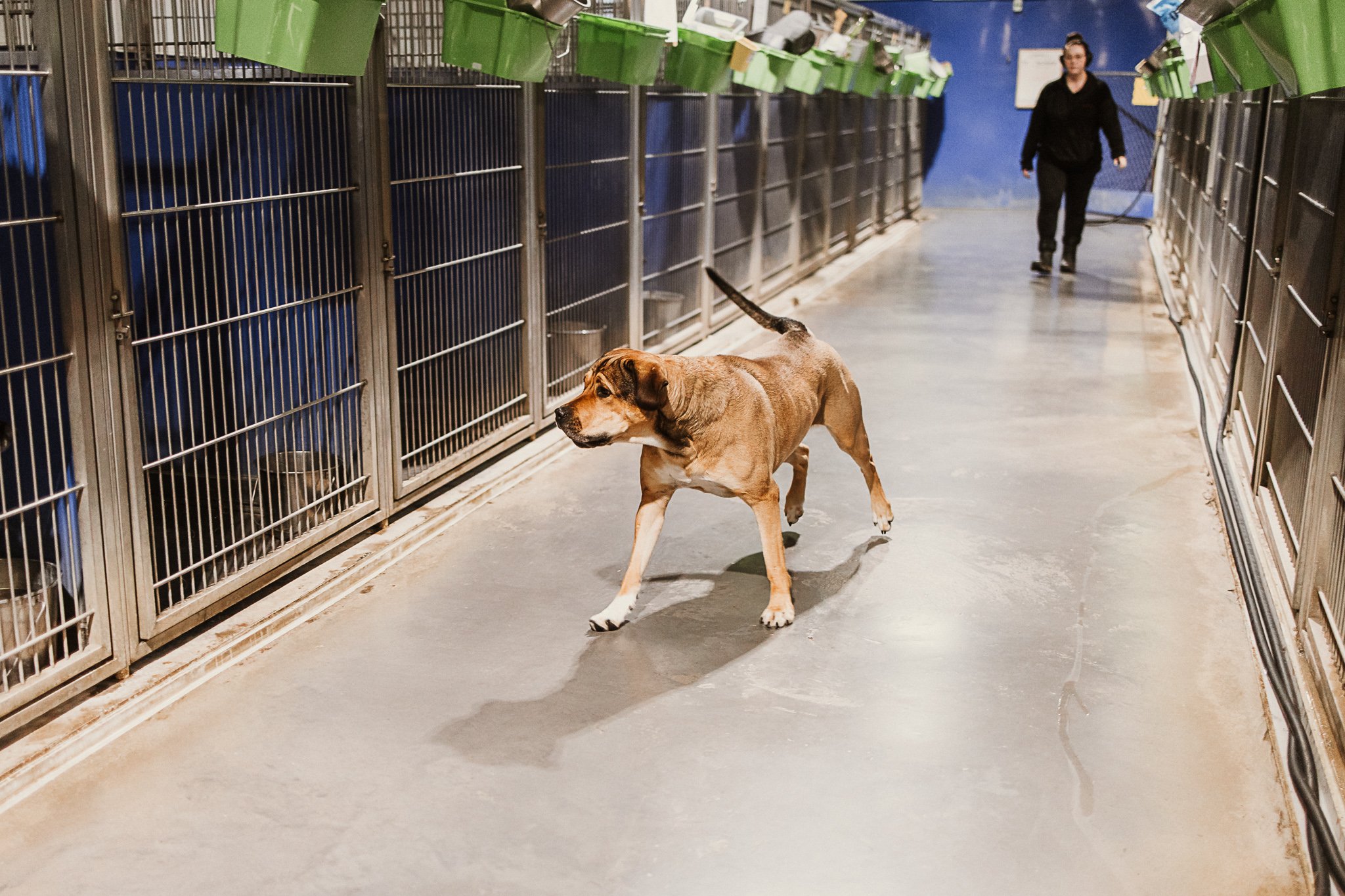 large dog kennel area