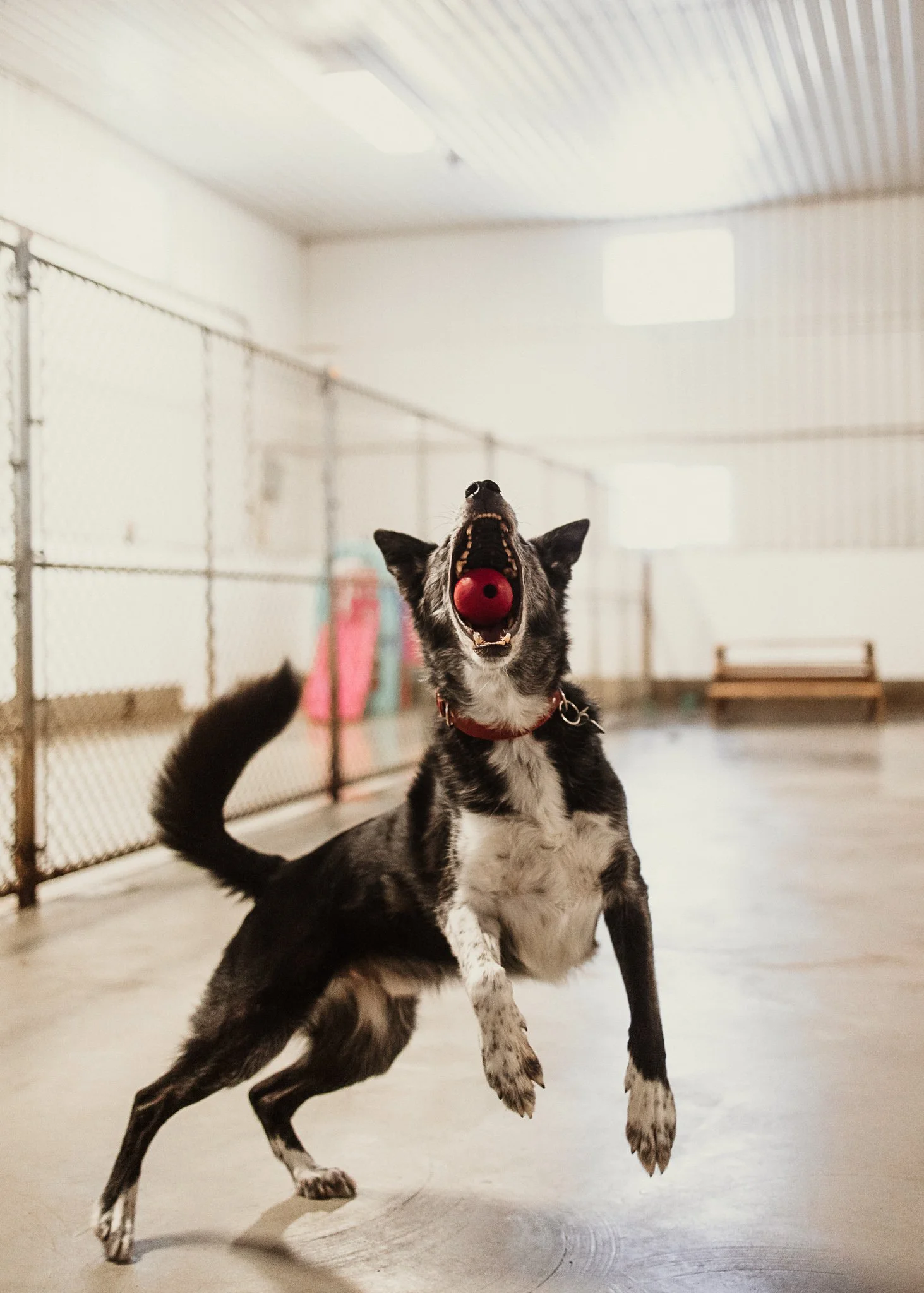Arrow enjoying one of our indoor play spaces in the large dog area