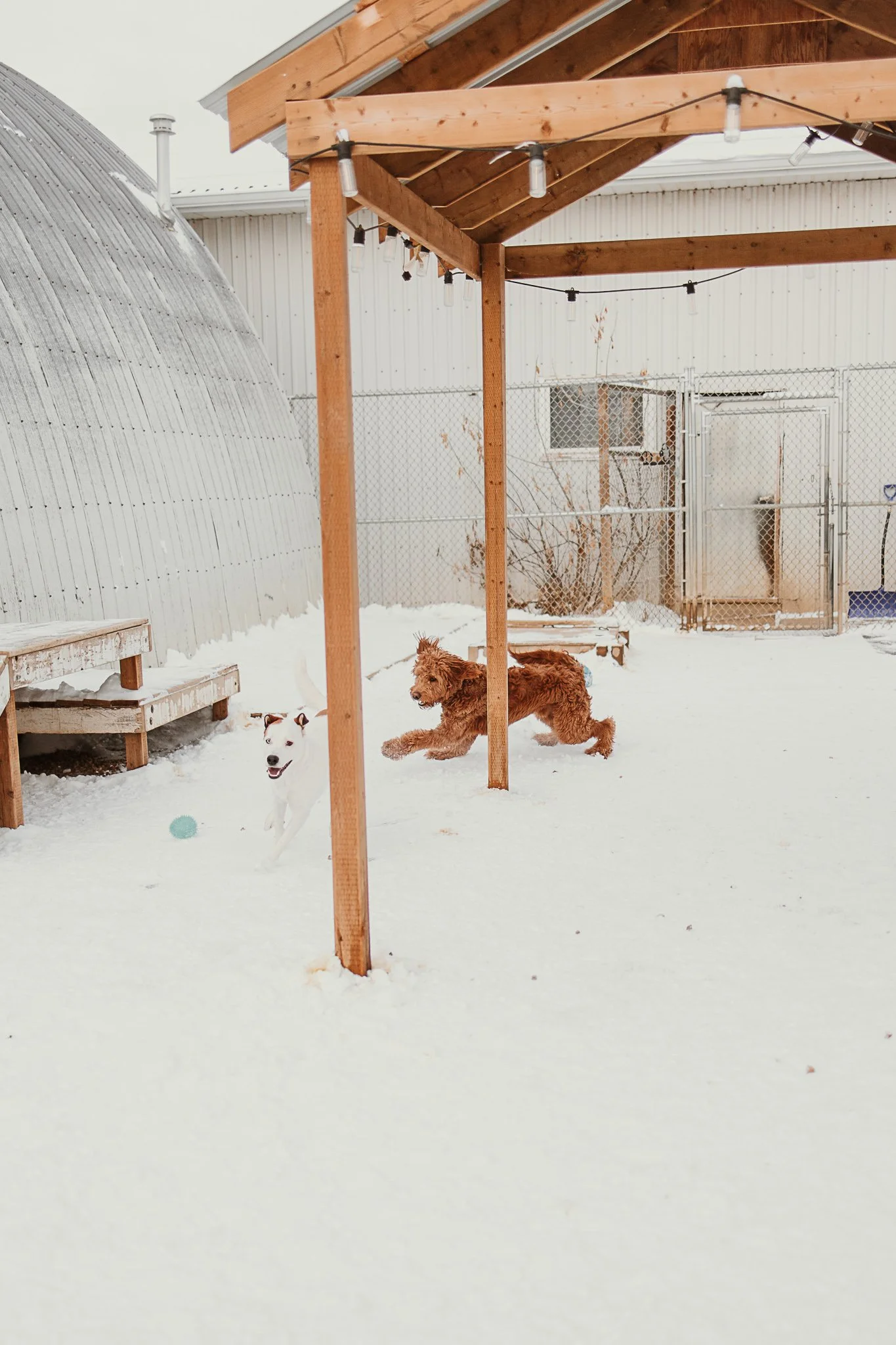 One of our outdoor yards in our large dog area