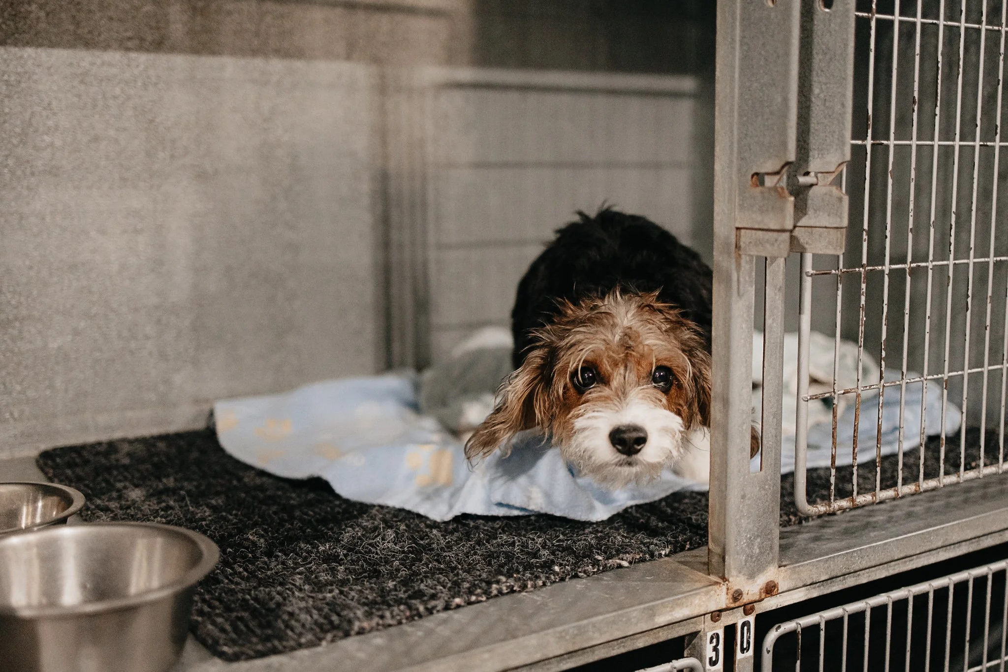 Millie (beagle x yorkie) in one of our small kennels