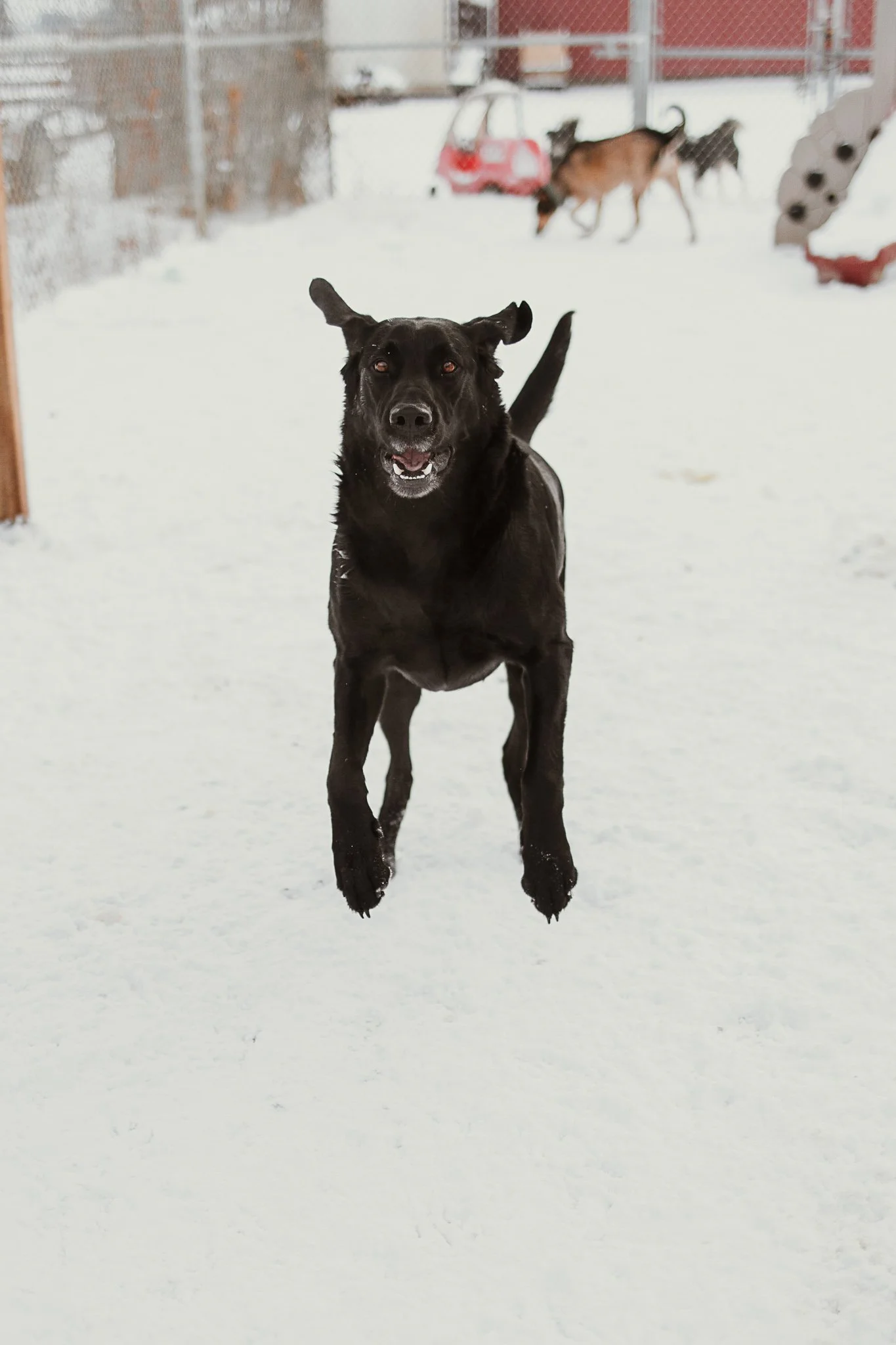 One of our outdoor yards in our large dog area