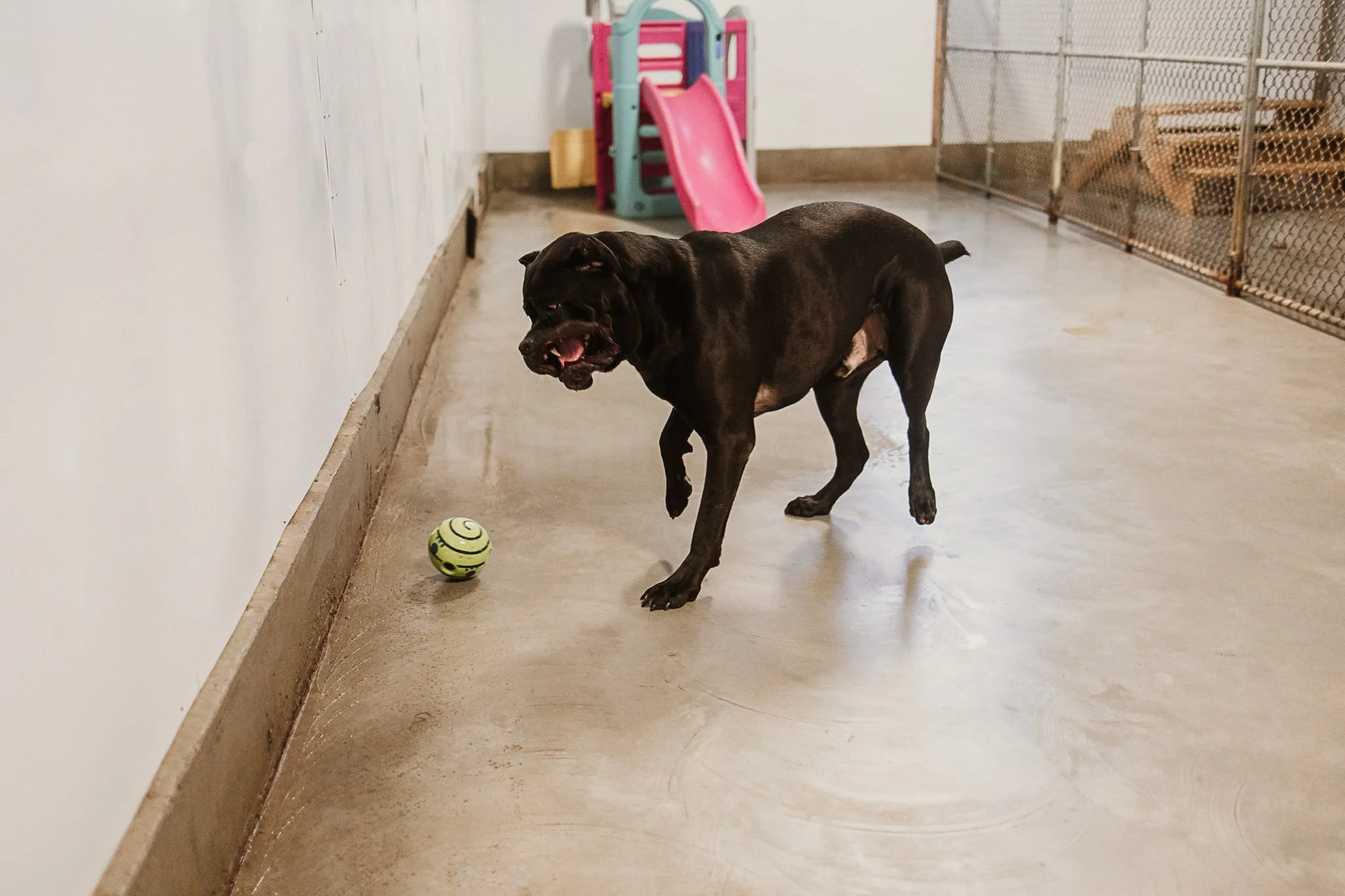 Caesar enjoying one of our indoor play spaces in the large dog area