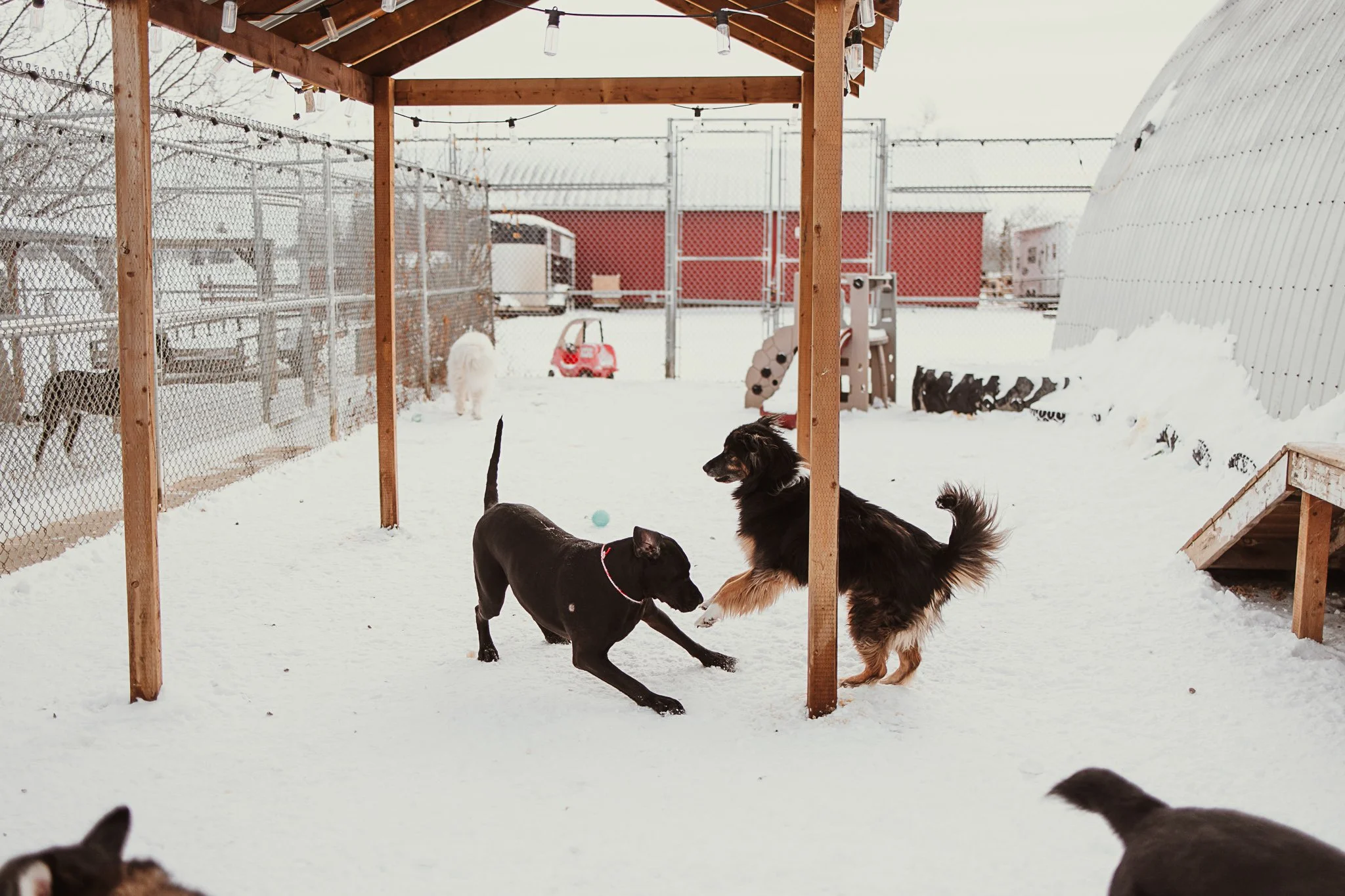 One of our outdoor yards in our large dog area