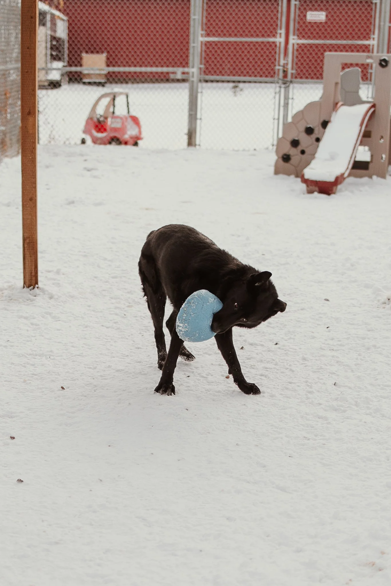 Georgia playing with her ball in one of our outdoor yards in our large dog area