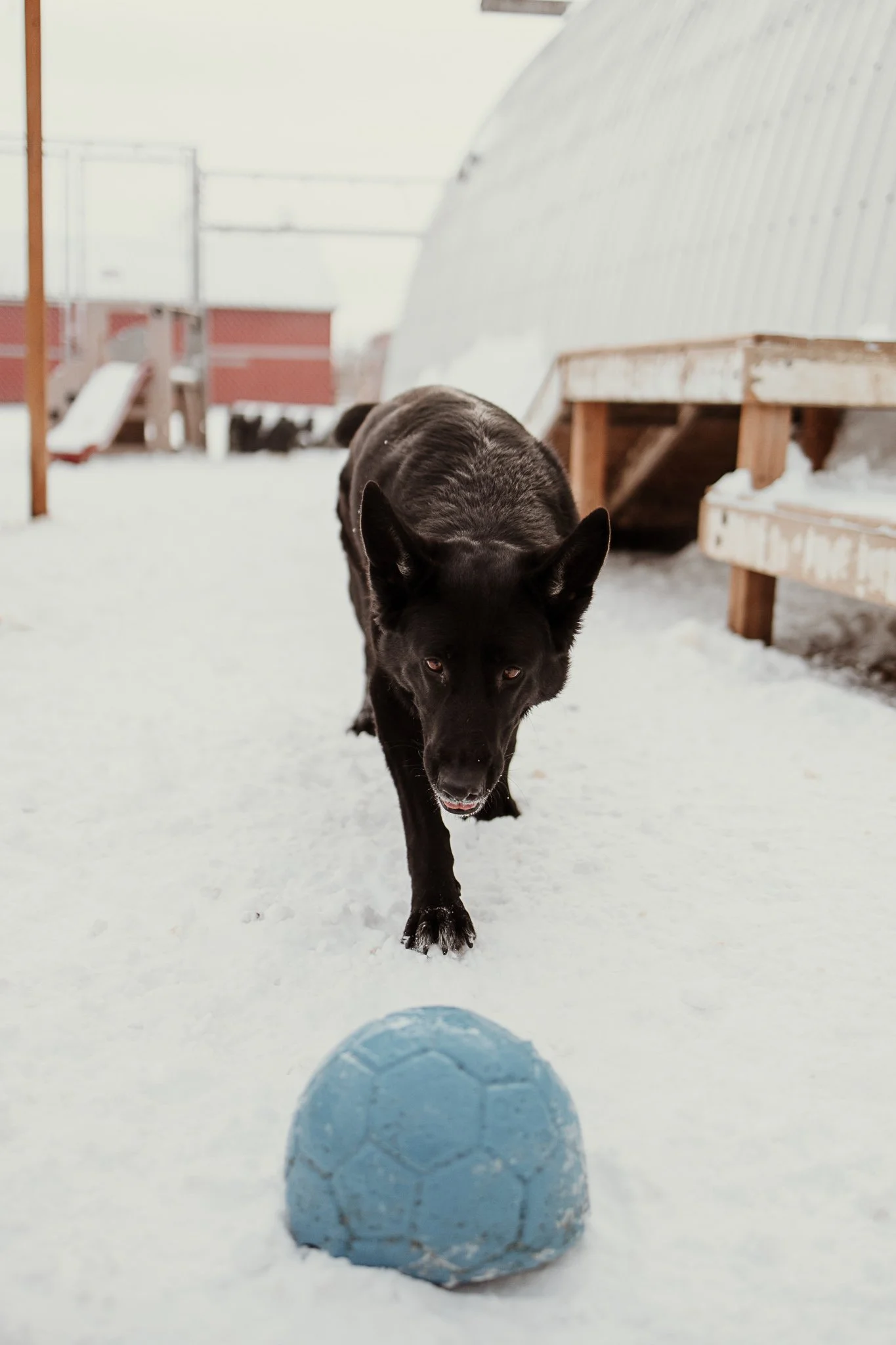 One of our outdoor yards in our large dog area