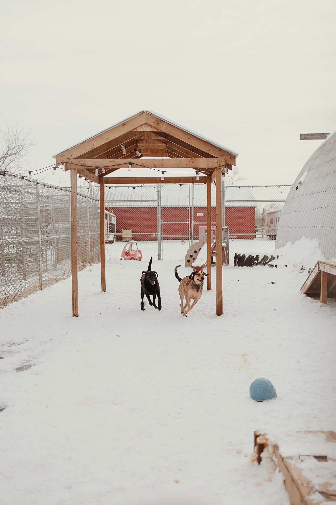 One of our outdoor yards in our large dog area