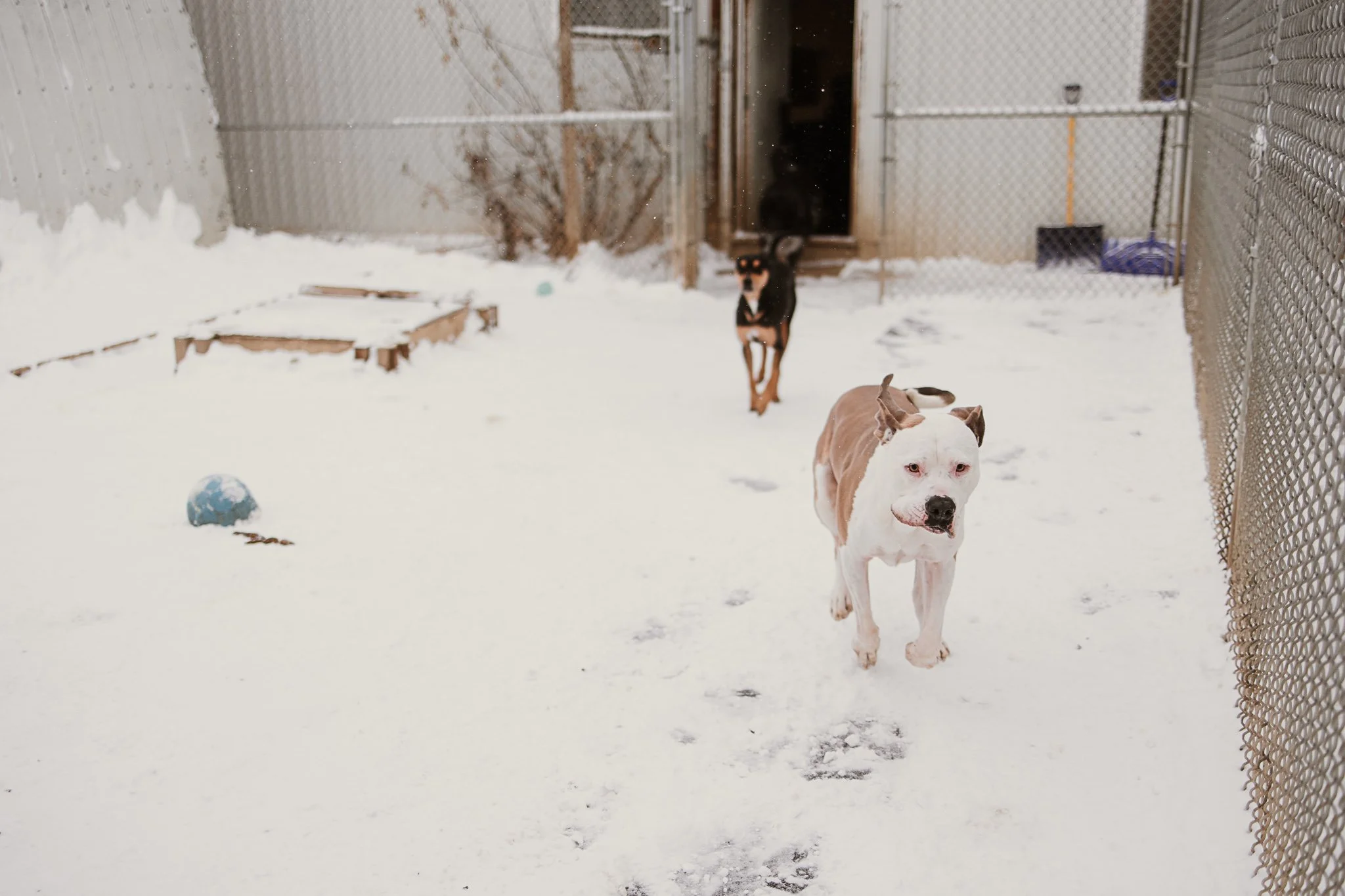 One of our outdoor yards in our large dog area