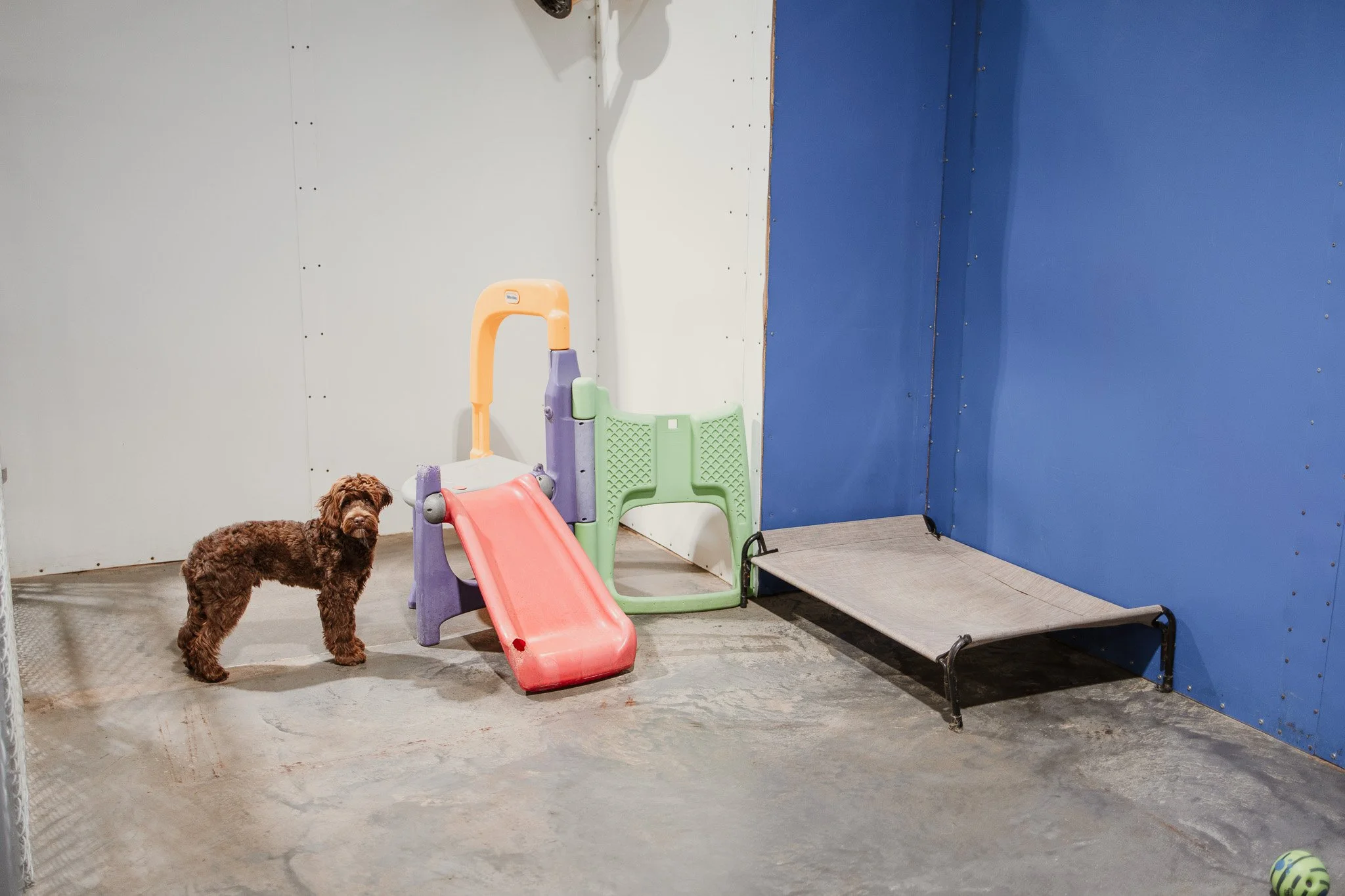 one of our indoor yards in our small dog area