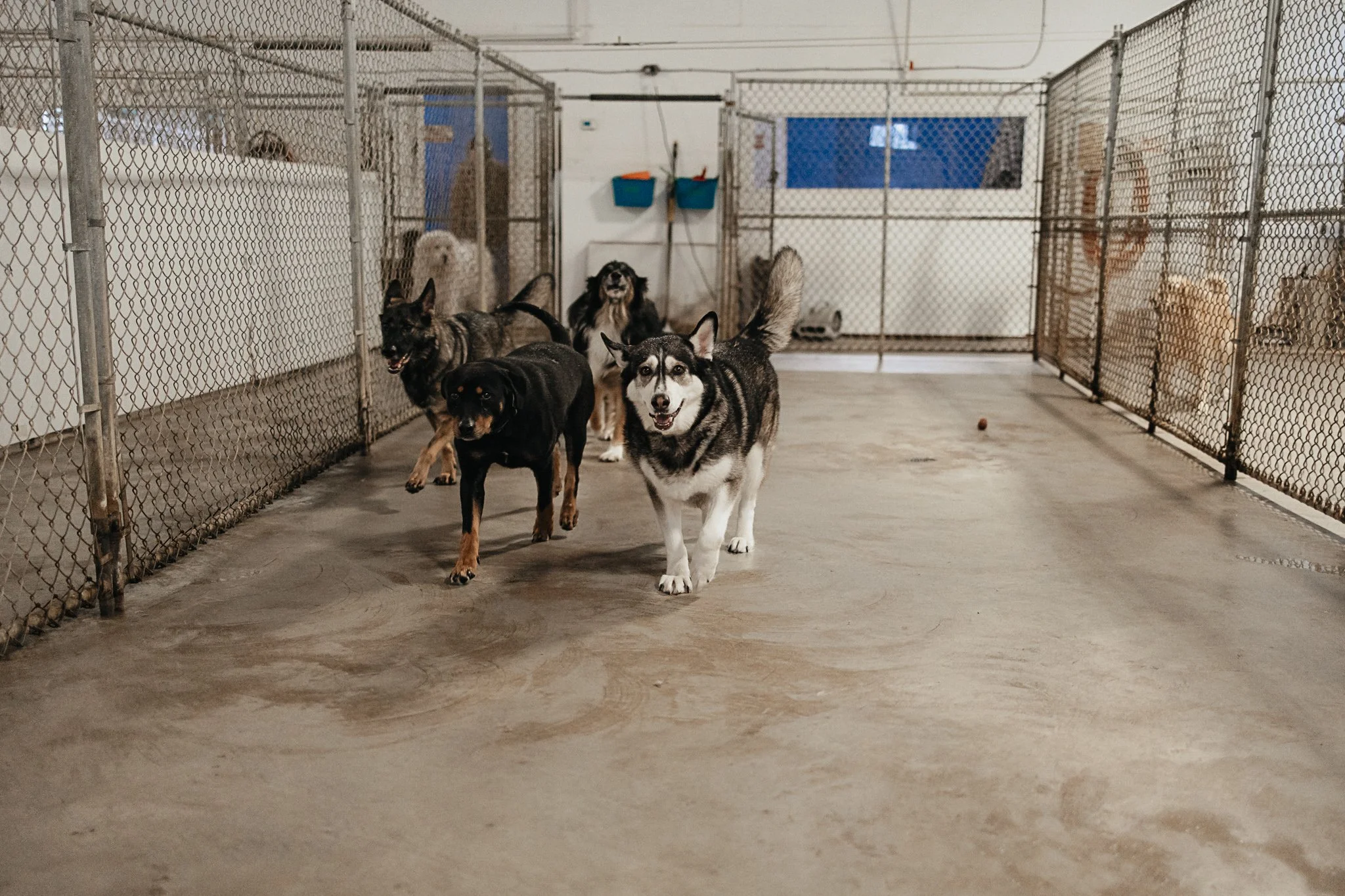 Large dog indoor play space