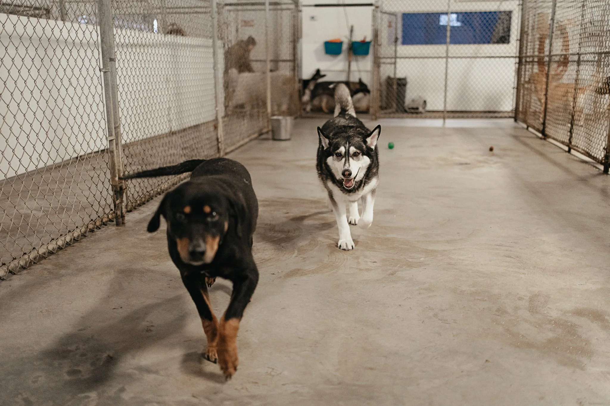 Large dog indoor play space