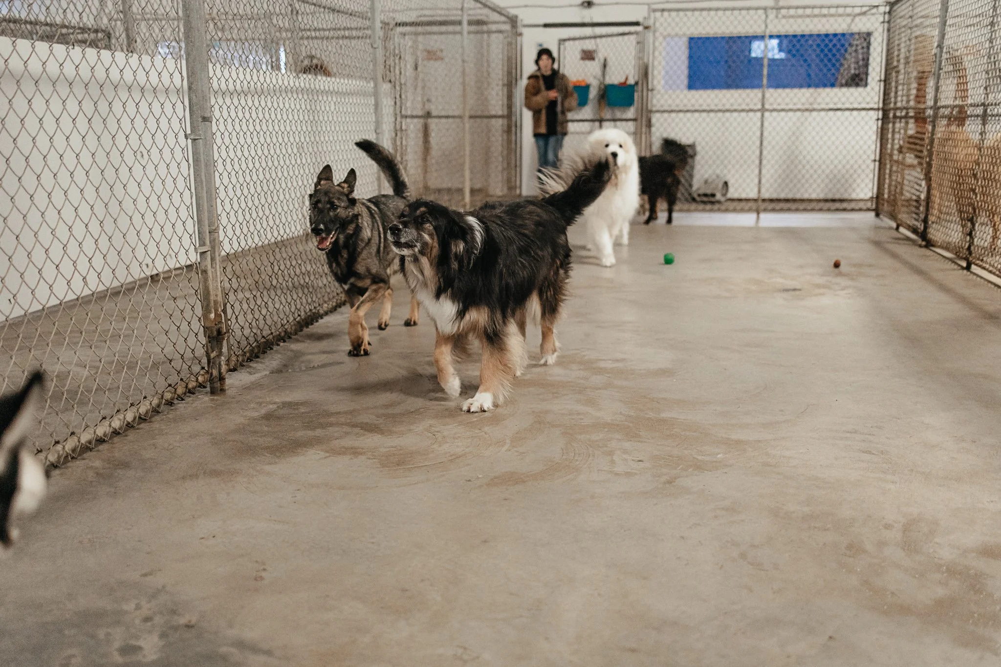 Large dog indoor play space