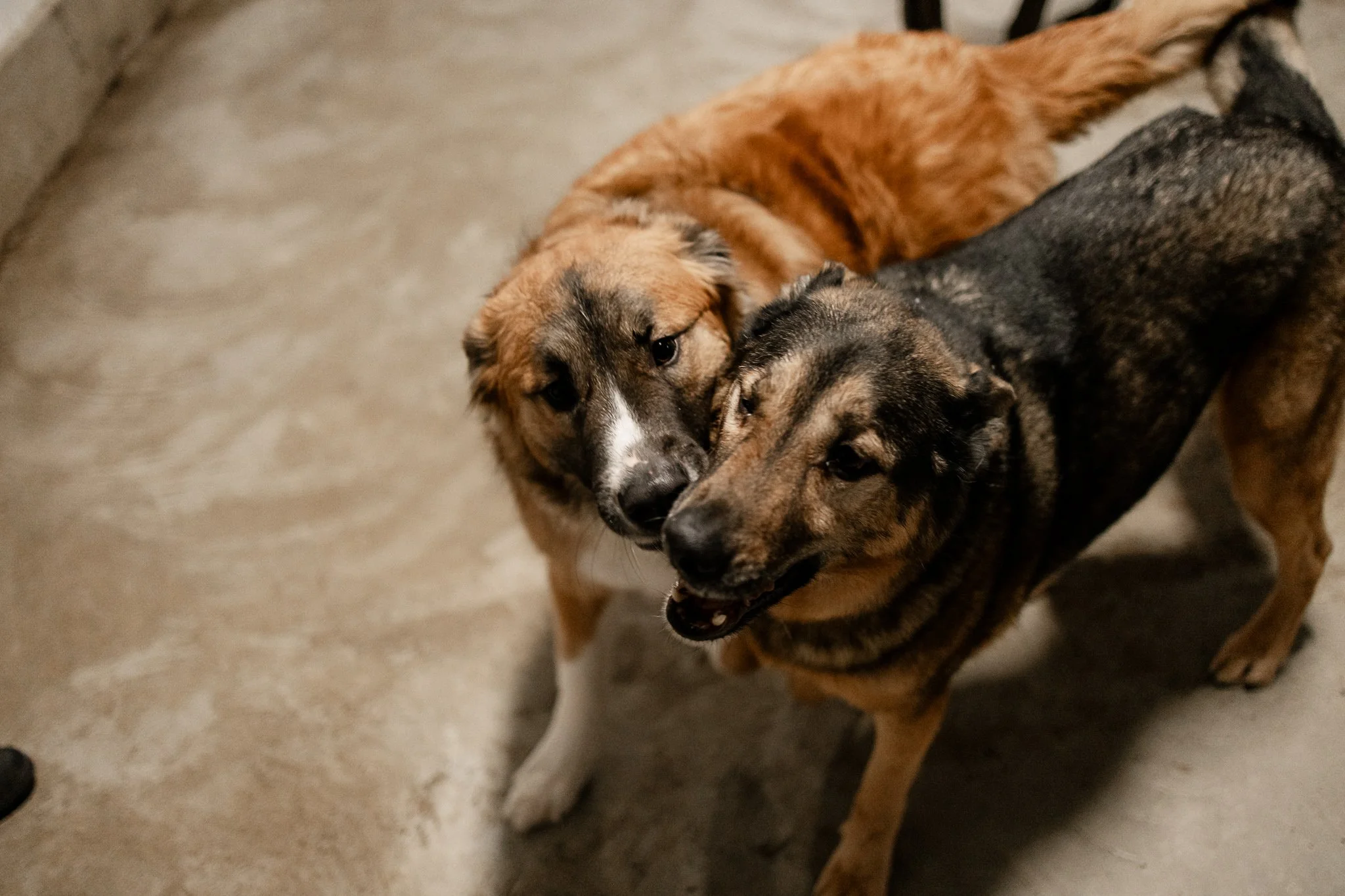 Large dog indoor play space