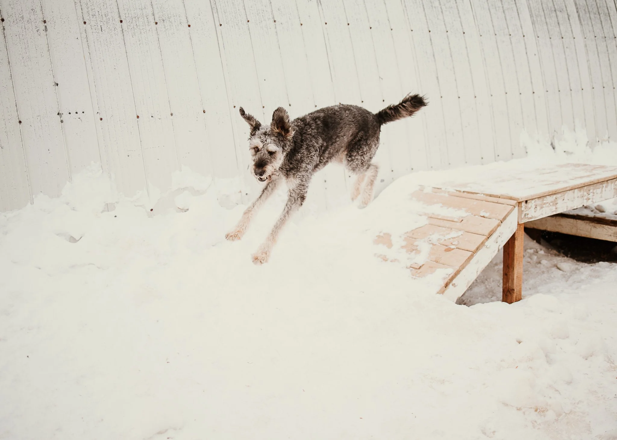 Moose playing on one of the play structures in one of our outdoor yards in the large dog area