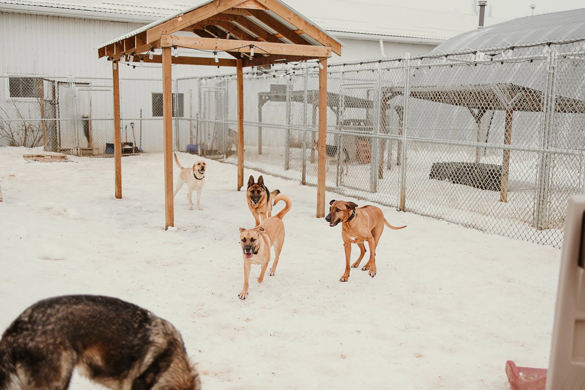 Large dogs playing in one of our outdoor yards in the large dog area