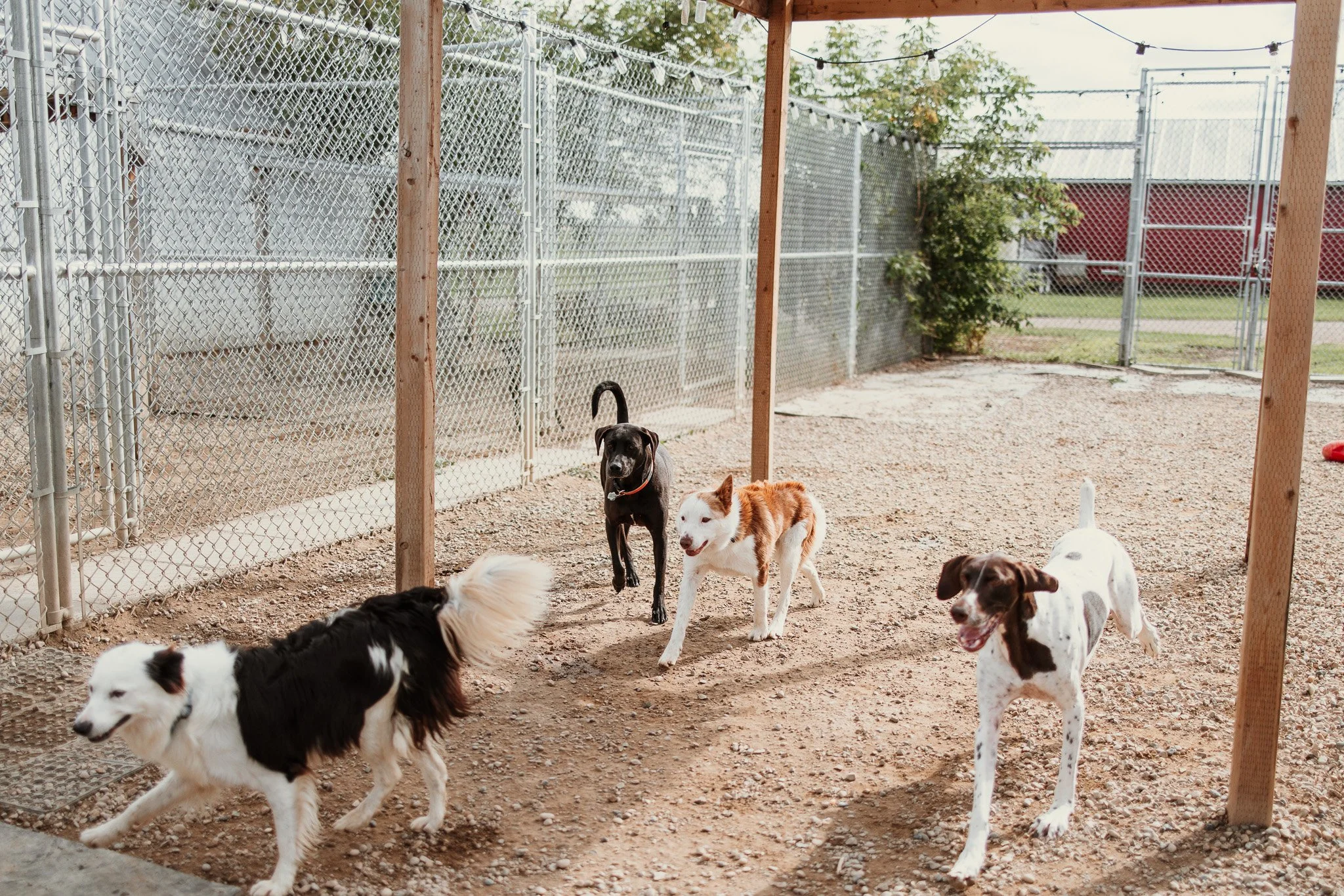 Large dogs playing in our largest outdoor yard in the large dog area