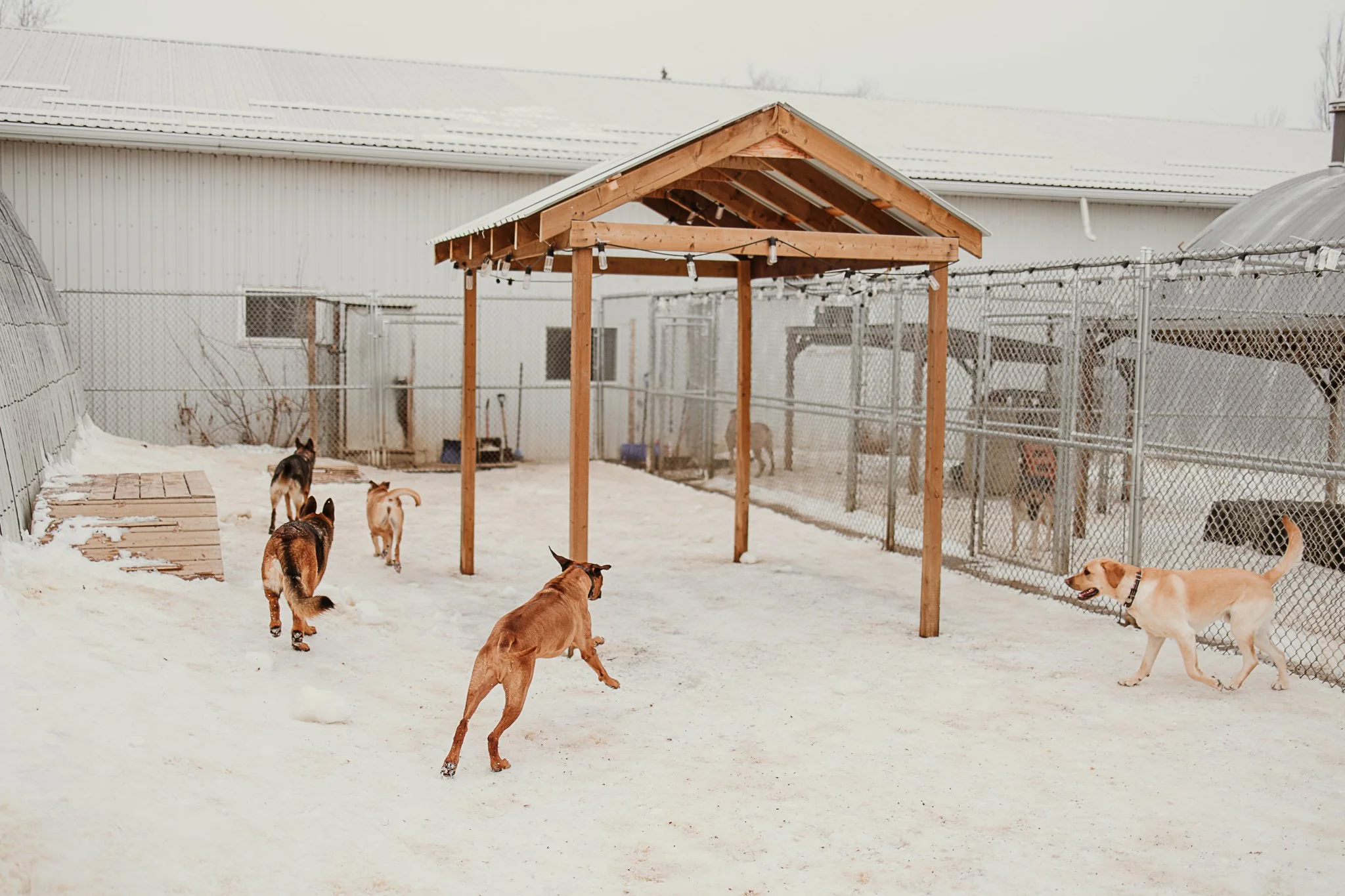 Large dogs playing in one of our outdoor yards in the large dog area