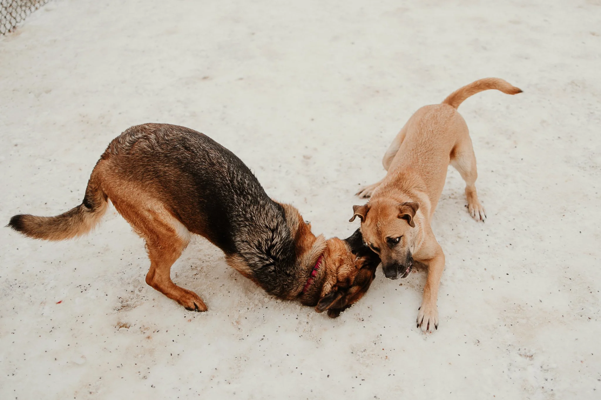 Large dogs playing in one of our outdoor yards in the large dog area