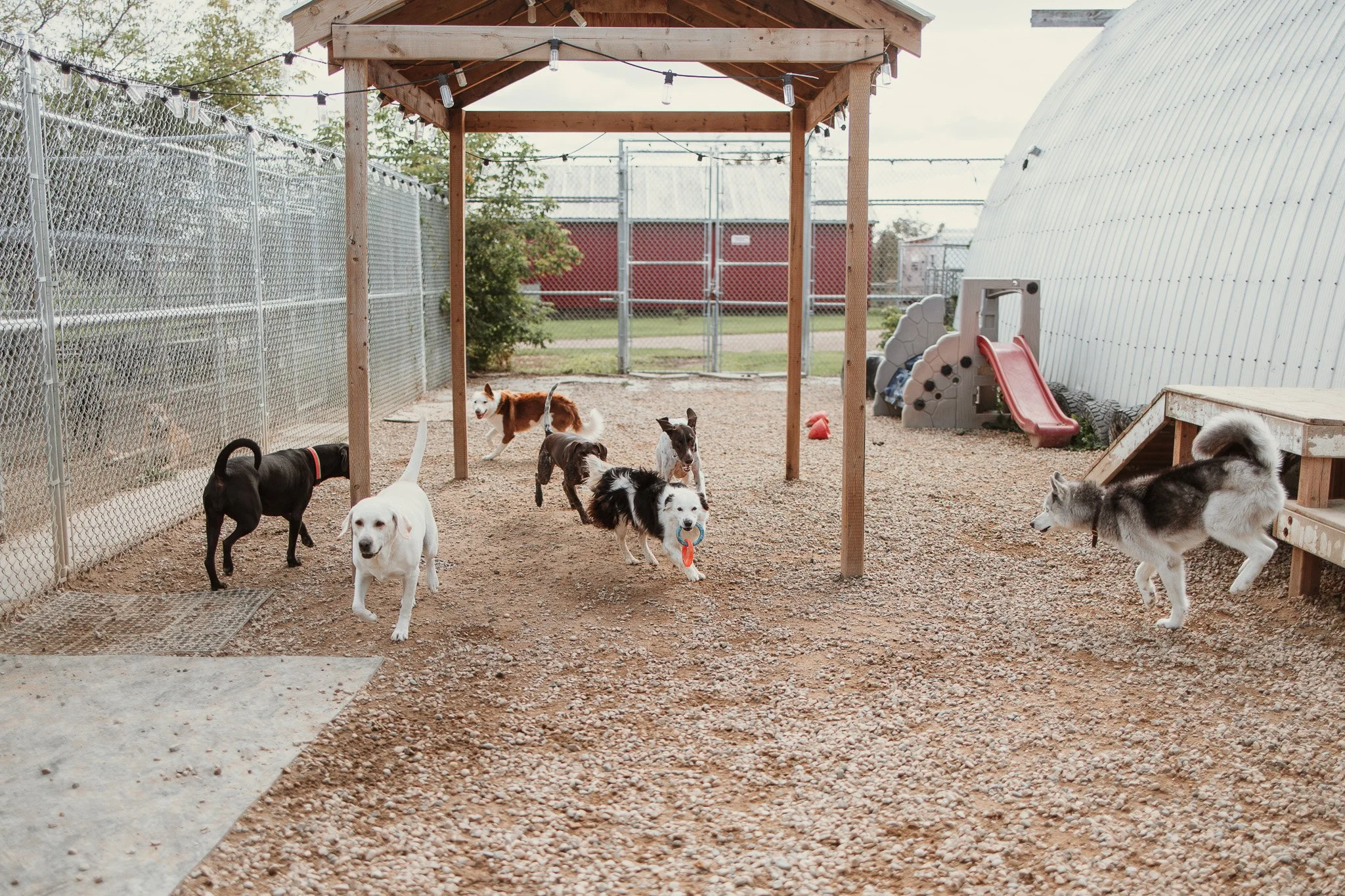 Large dog guests playing in our largest outdoor yard in the large dog area