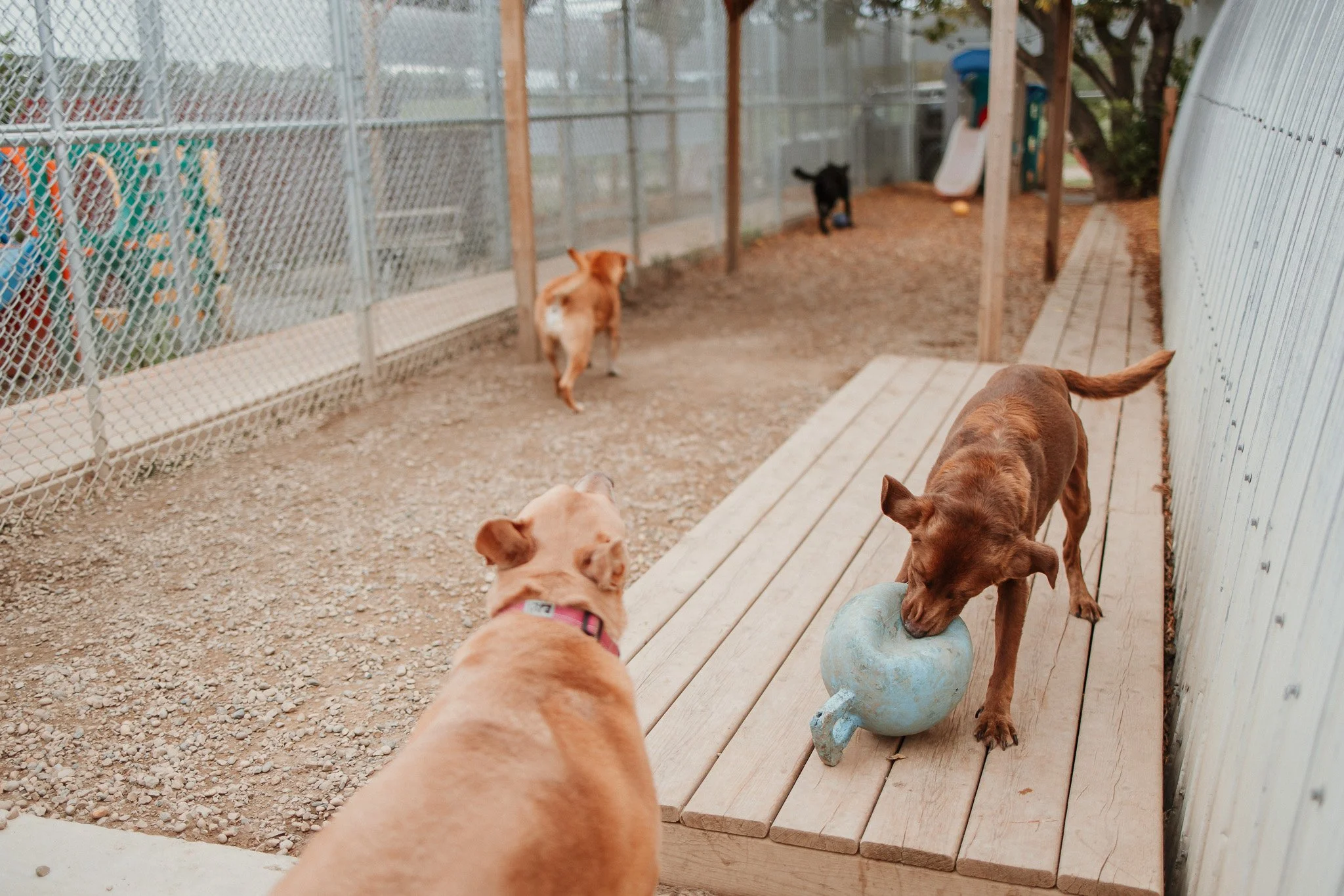 Playing in the largest yard in our medium dog area