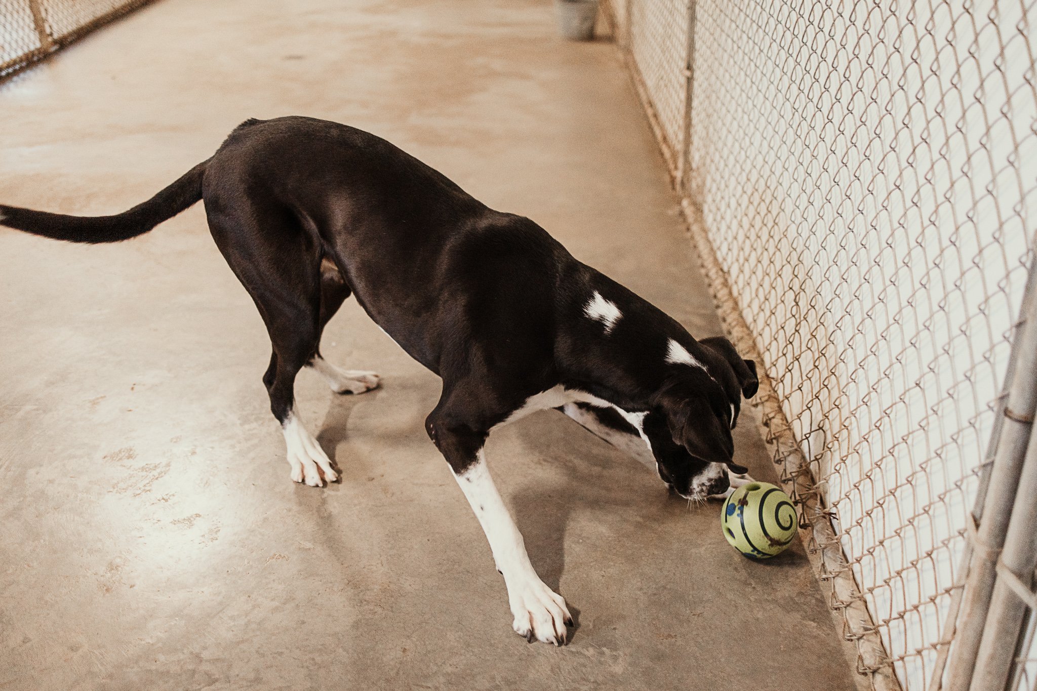 Playing in one of our indoor yards in our large dog area