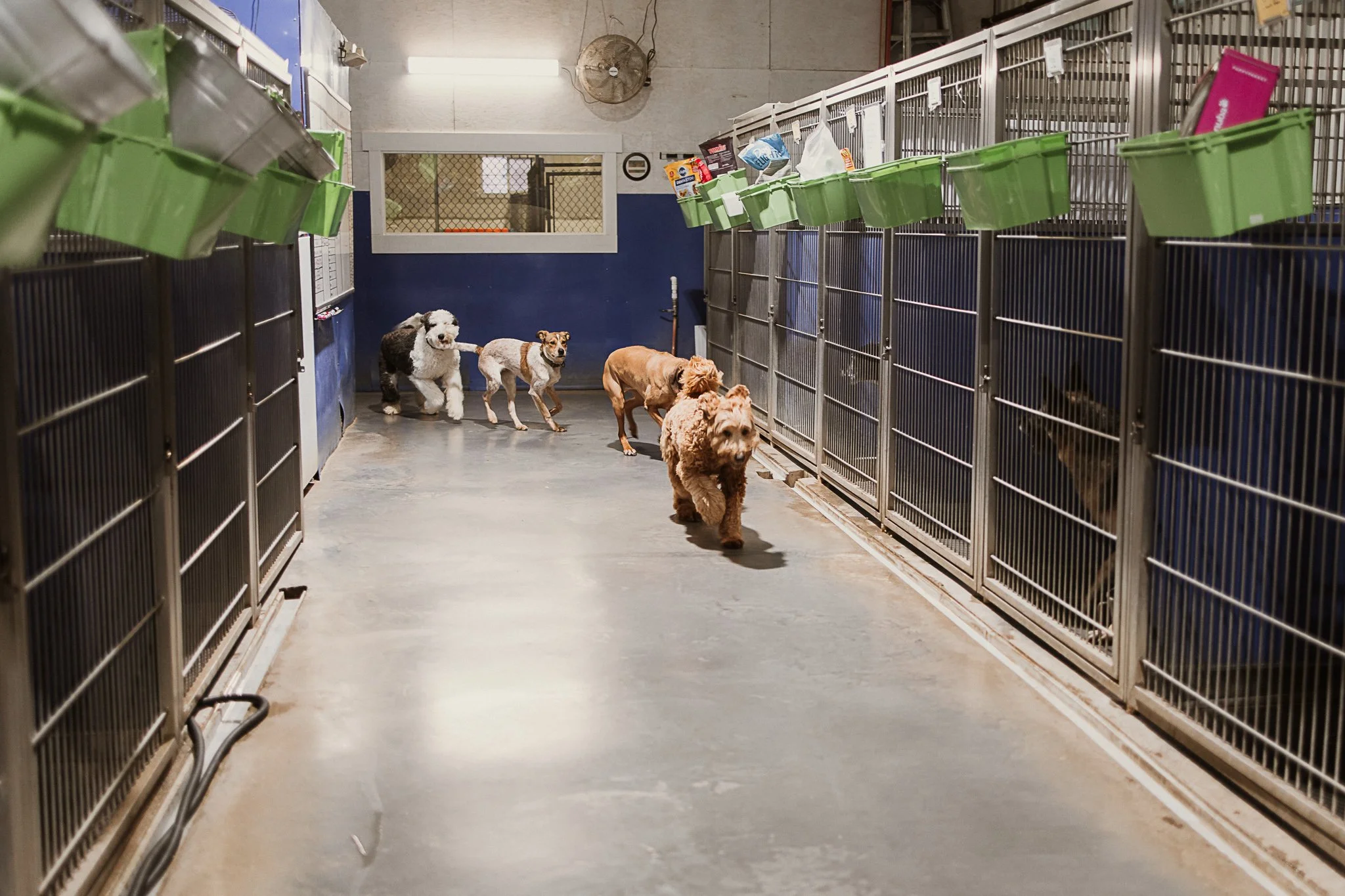 large kennel area