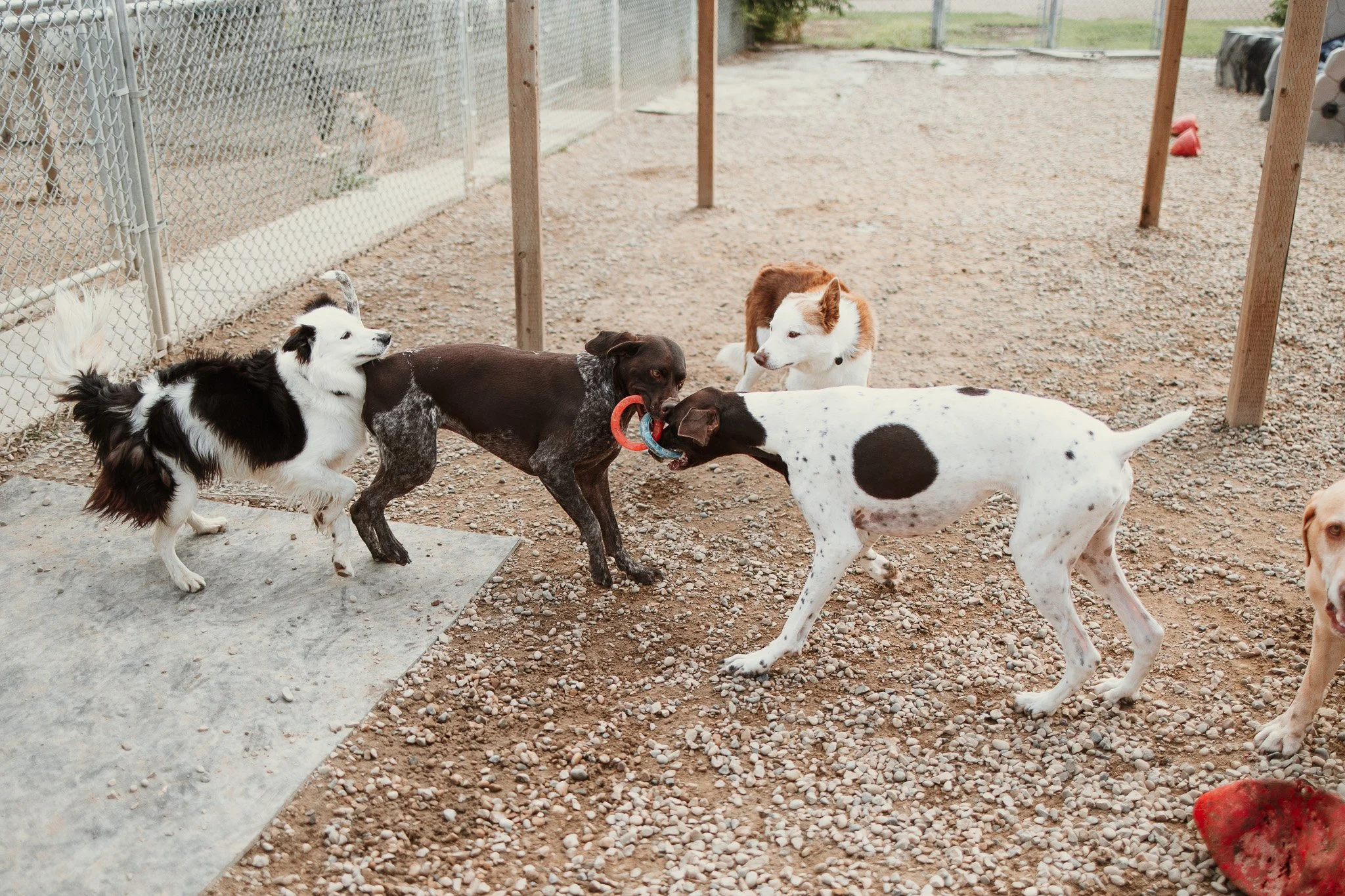 Large dog guests playing in our largest outdoor yard in the large dog area