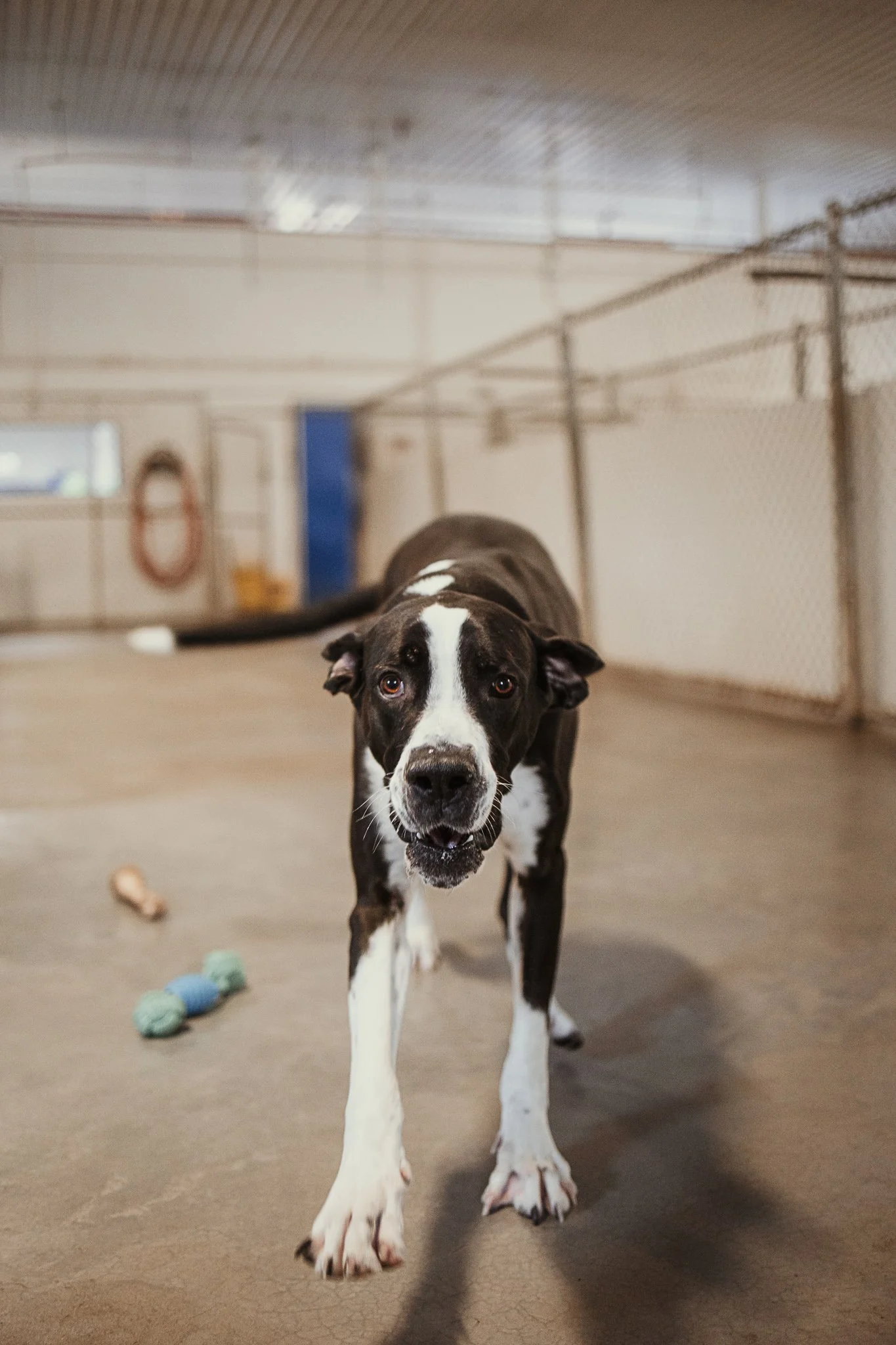 Winston running into one of our indoor yards in our large dog area