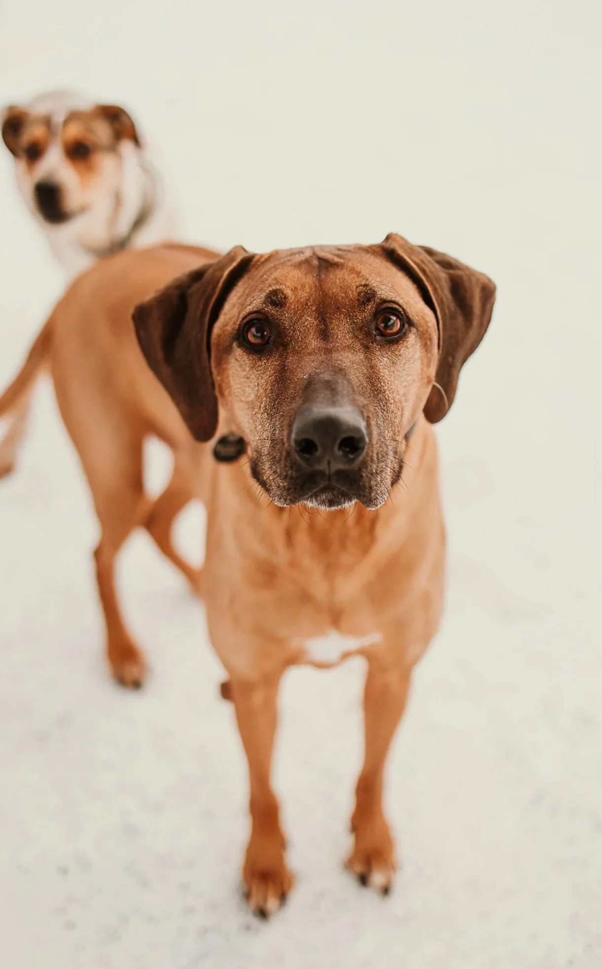 Two dogs standing on a light-colored floor, one in the foreground looking at the camera and the other in the background slightly blurred.