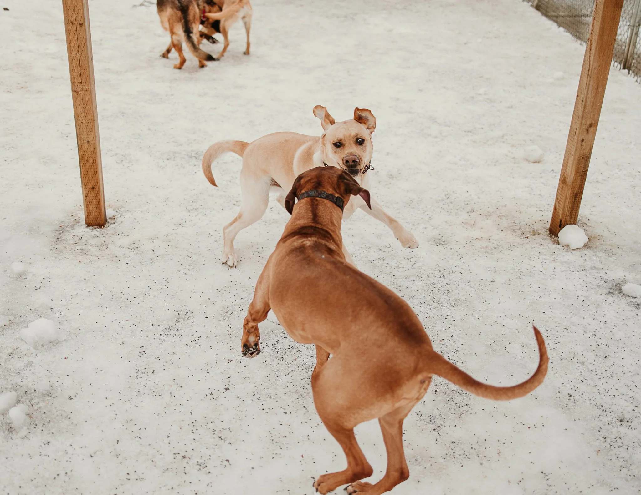 Three dogs playing in a snowy yard at Second Home Pet Resort. One dog is jumping toward another, with the third dog in the background playing with a toy.