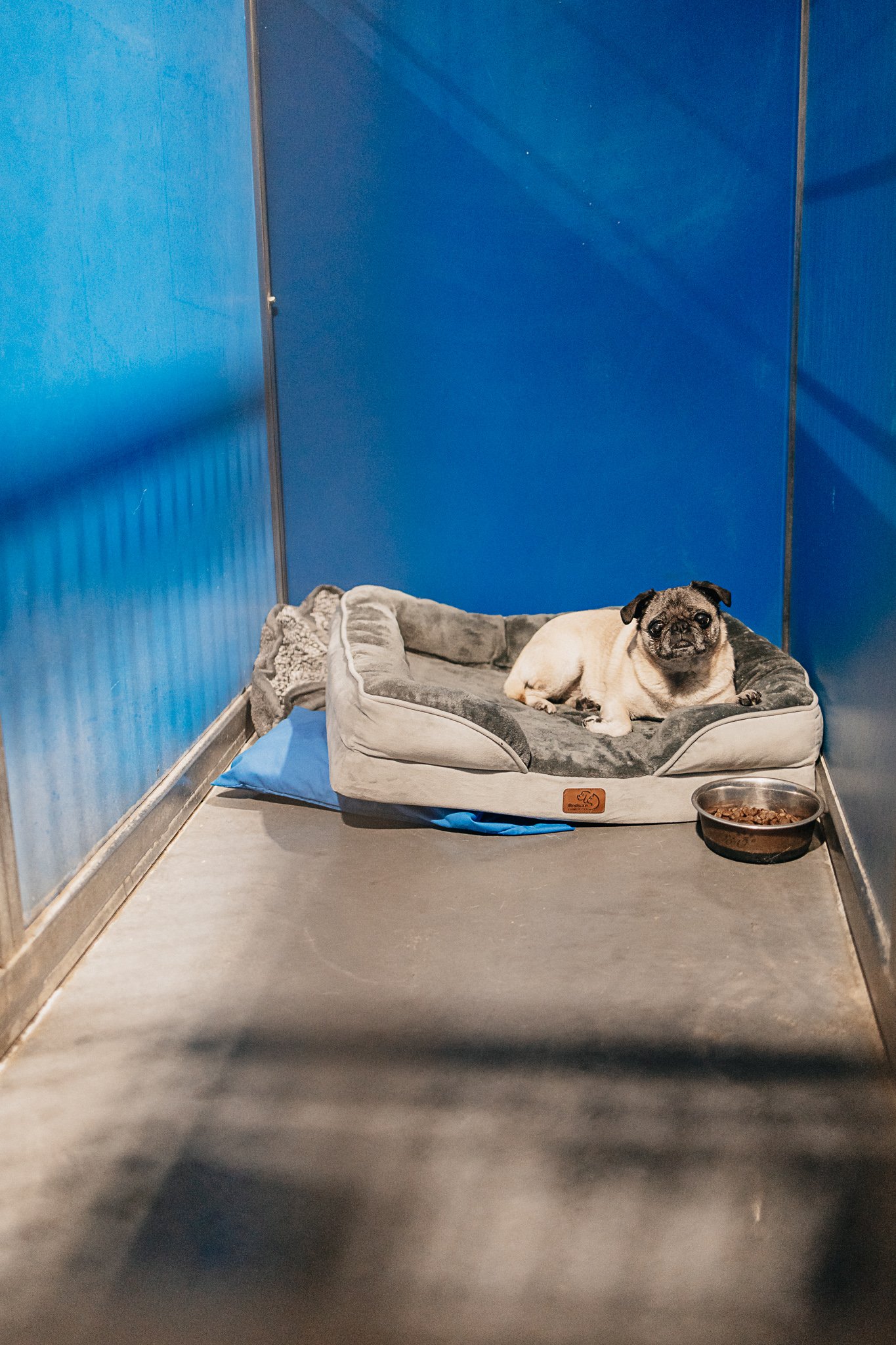 Beepbop the pug in one of our medium kennels